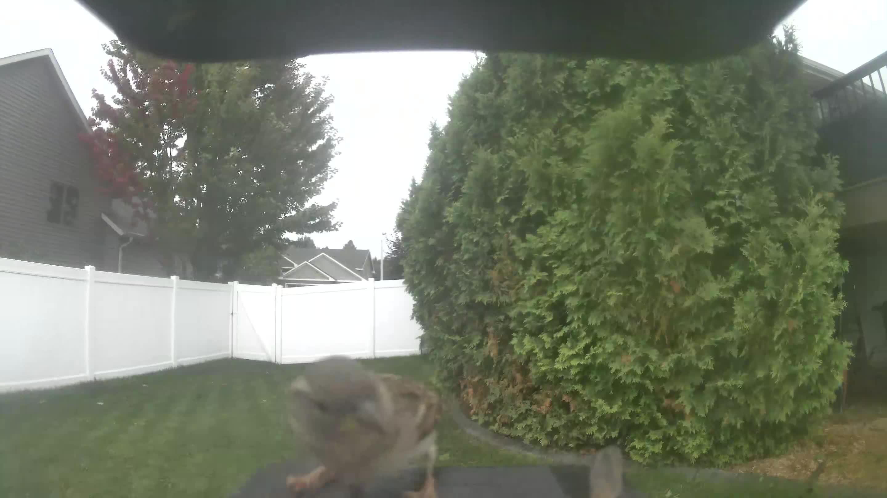 House Sparrow