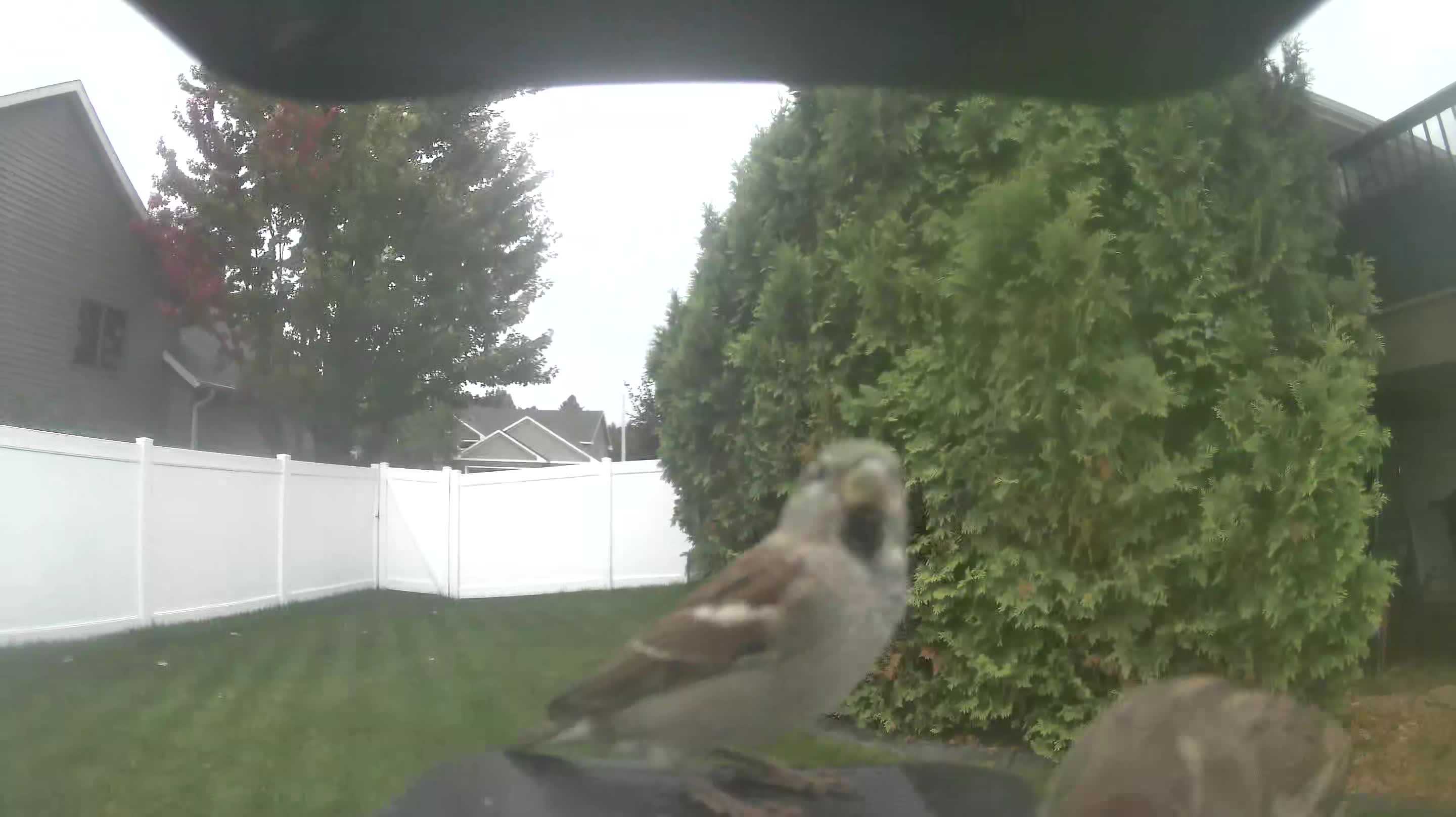 House Sparrow