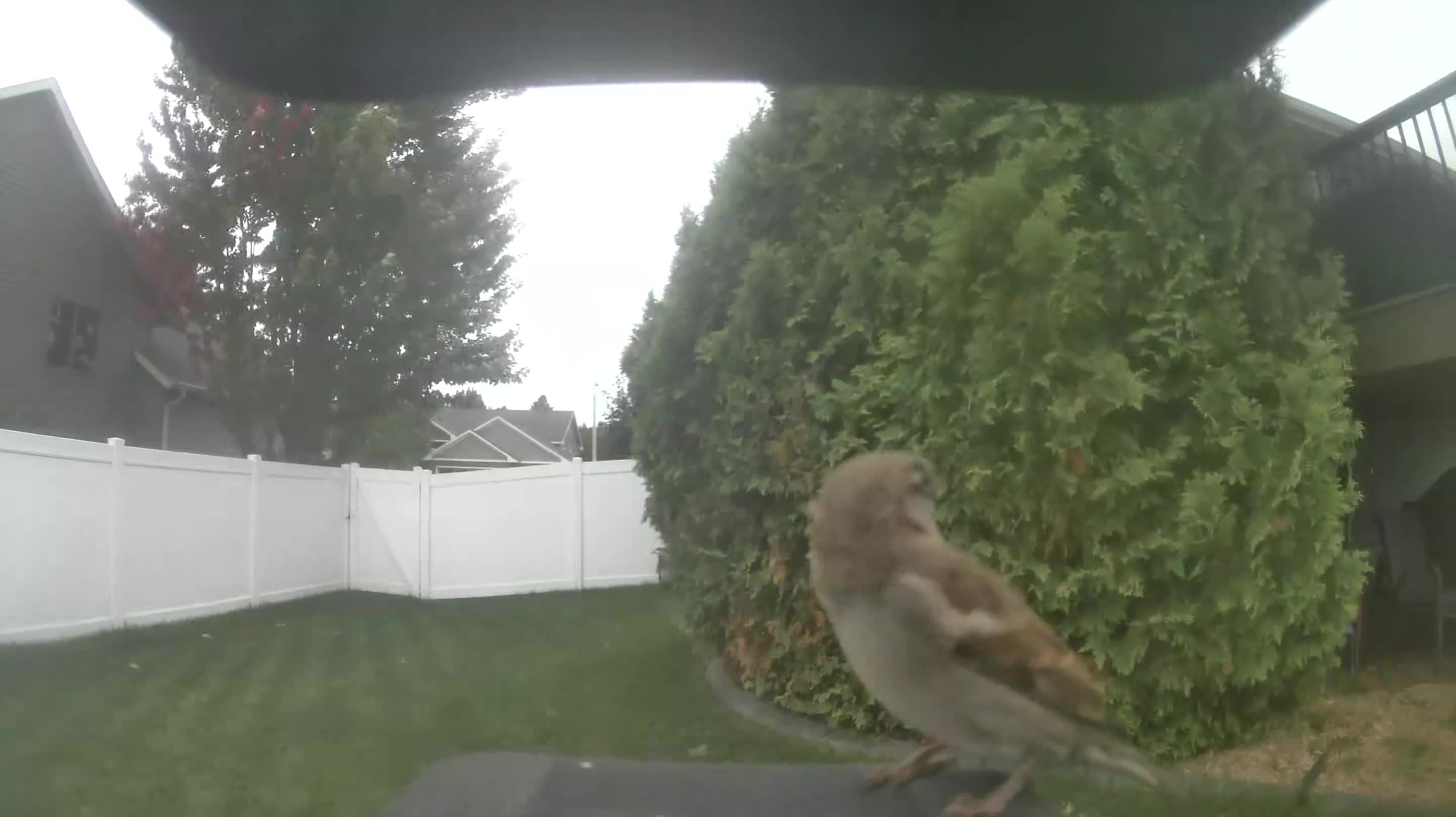 House Sparrow