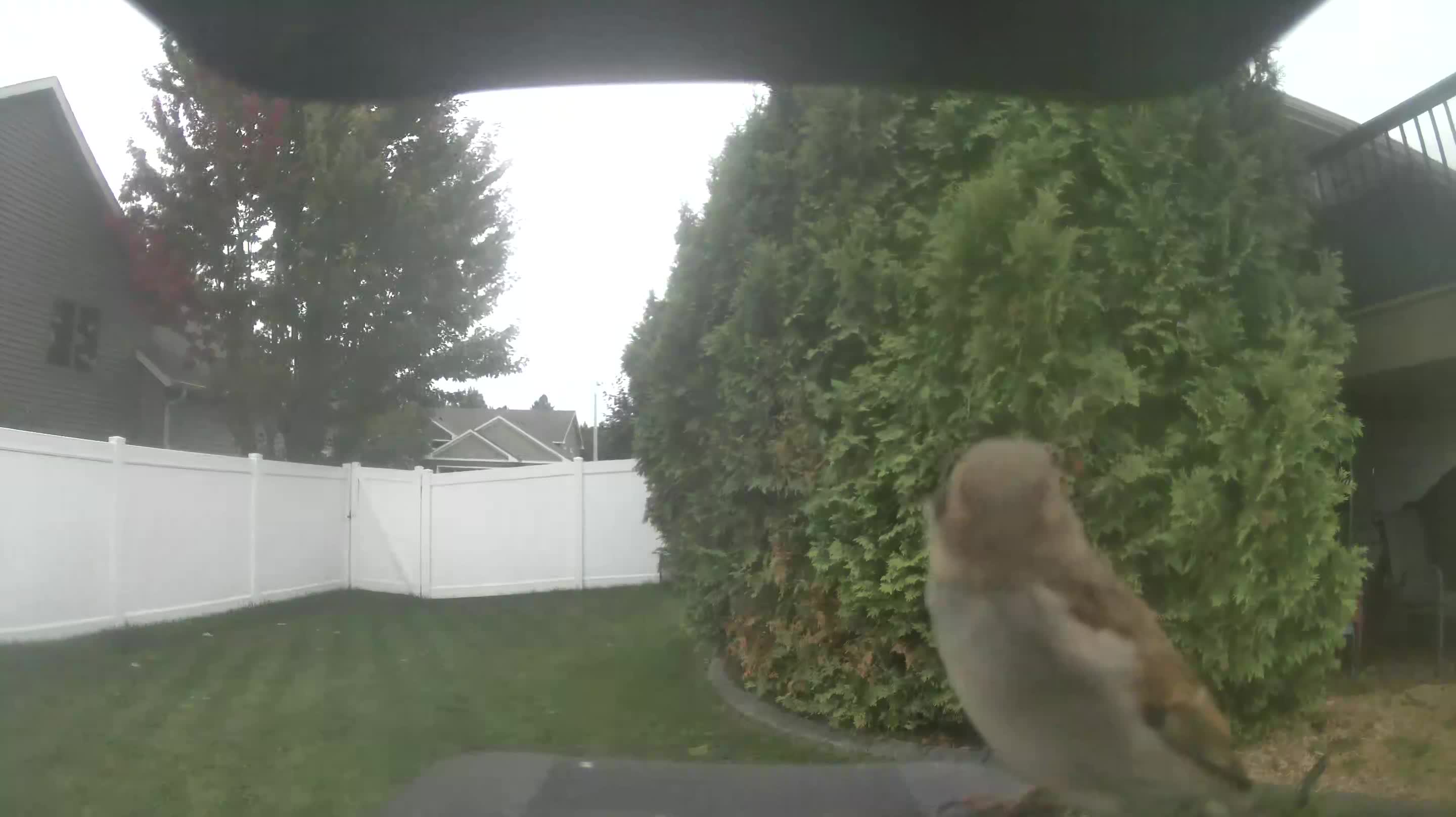 House Sparrow
