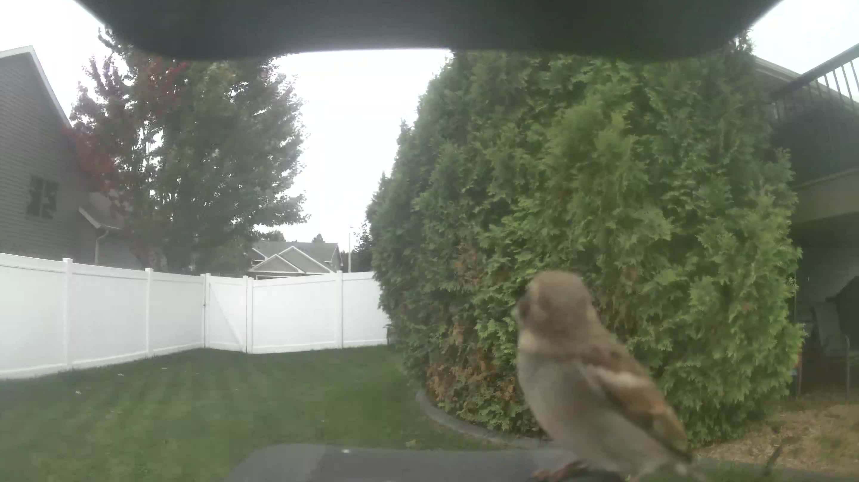 House Sparrow