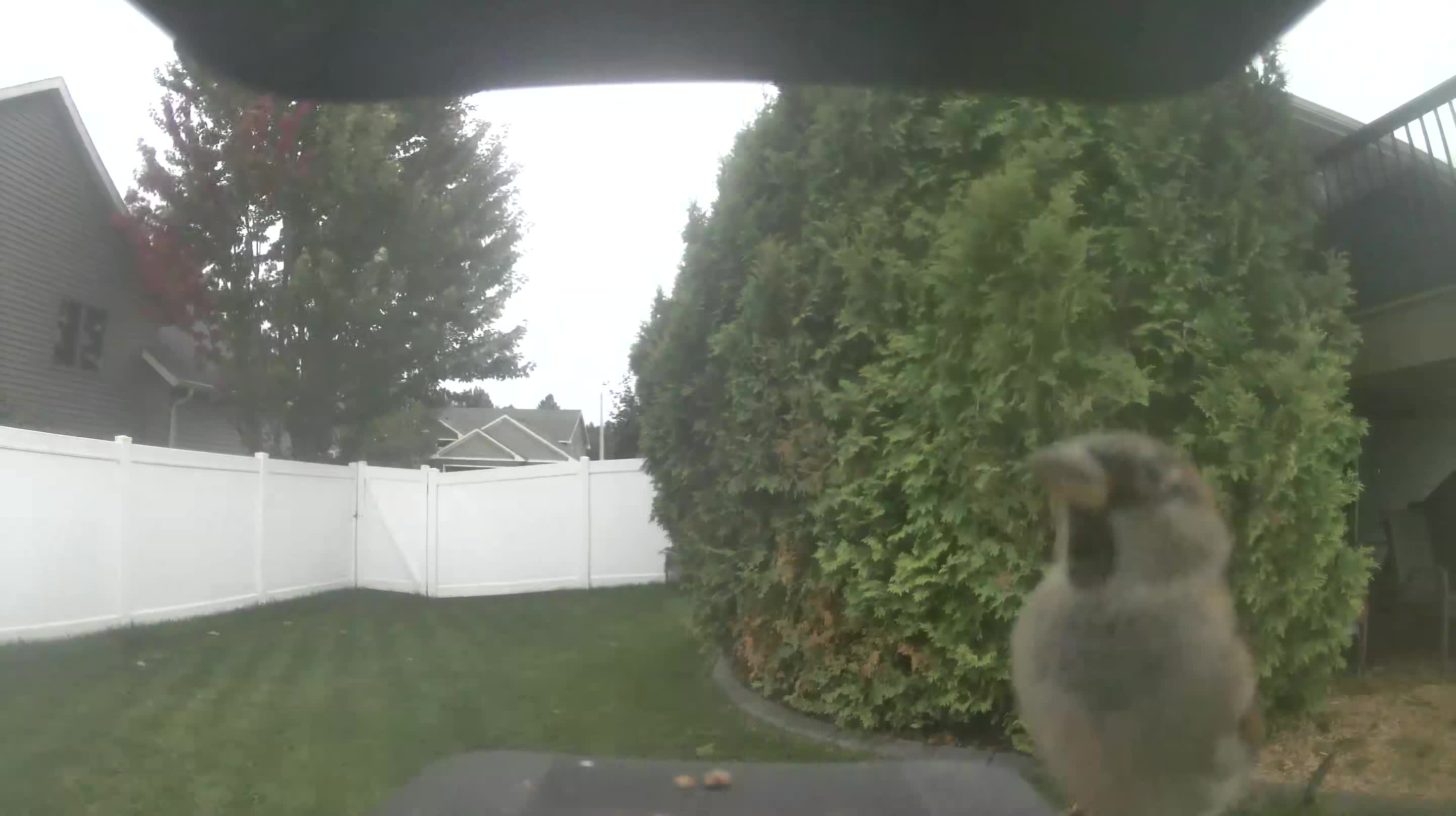 House Sparrow