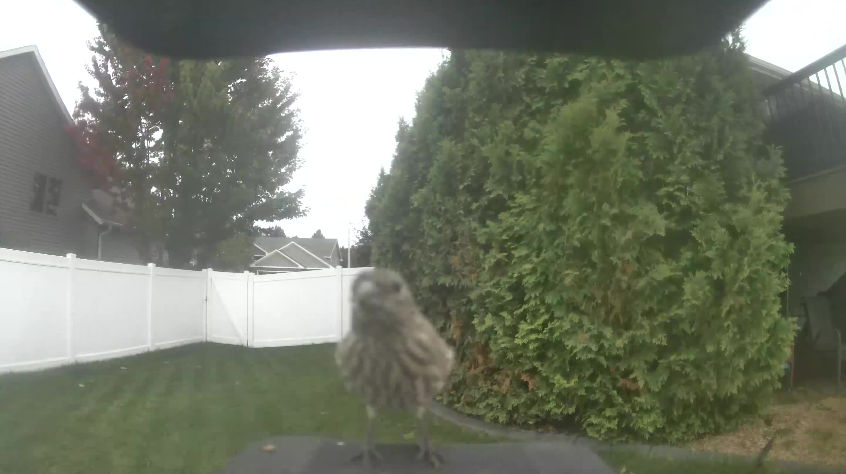 House Finch
