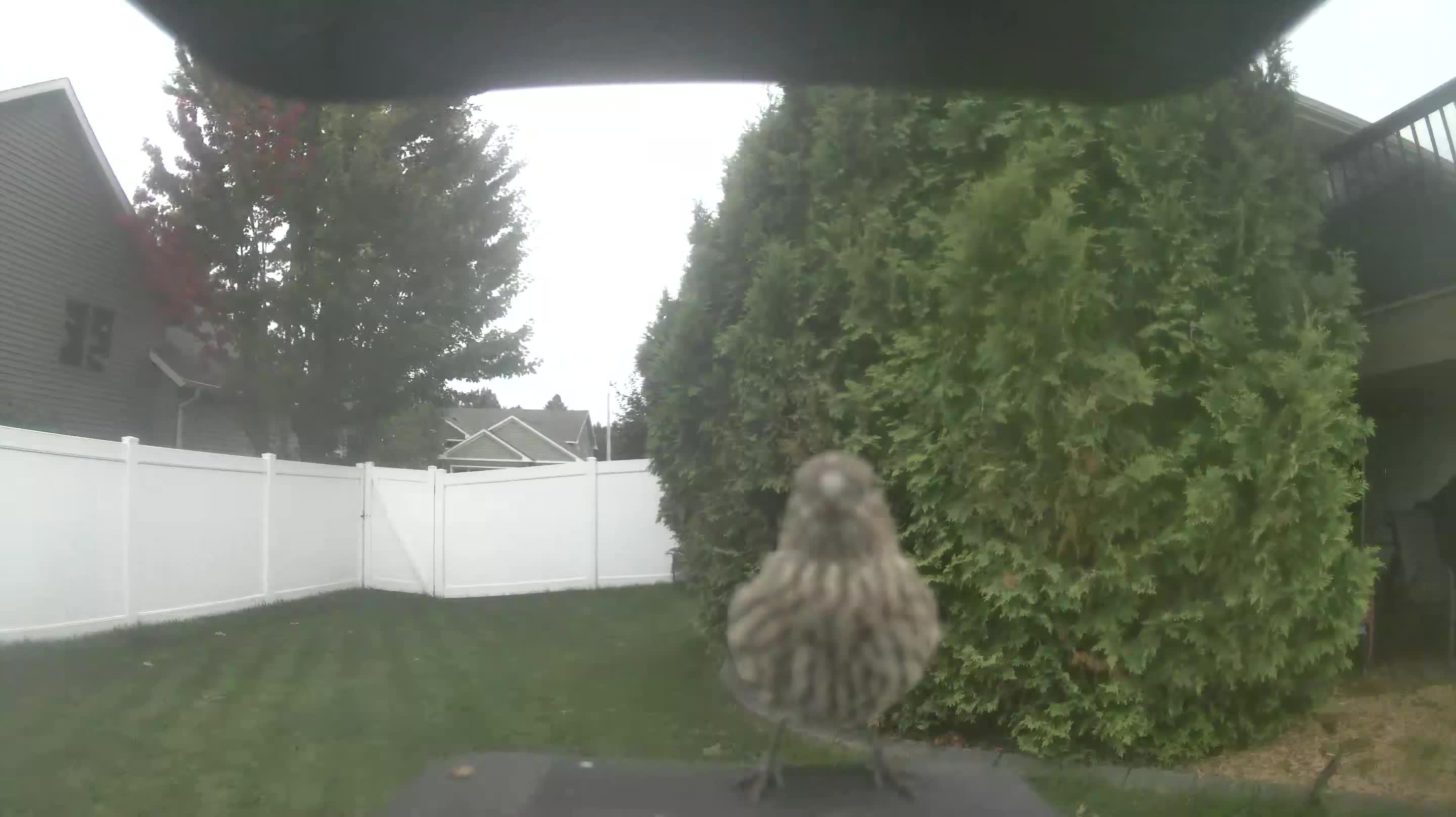 House Finch