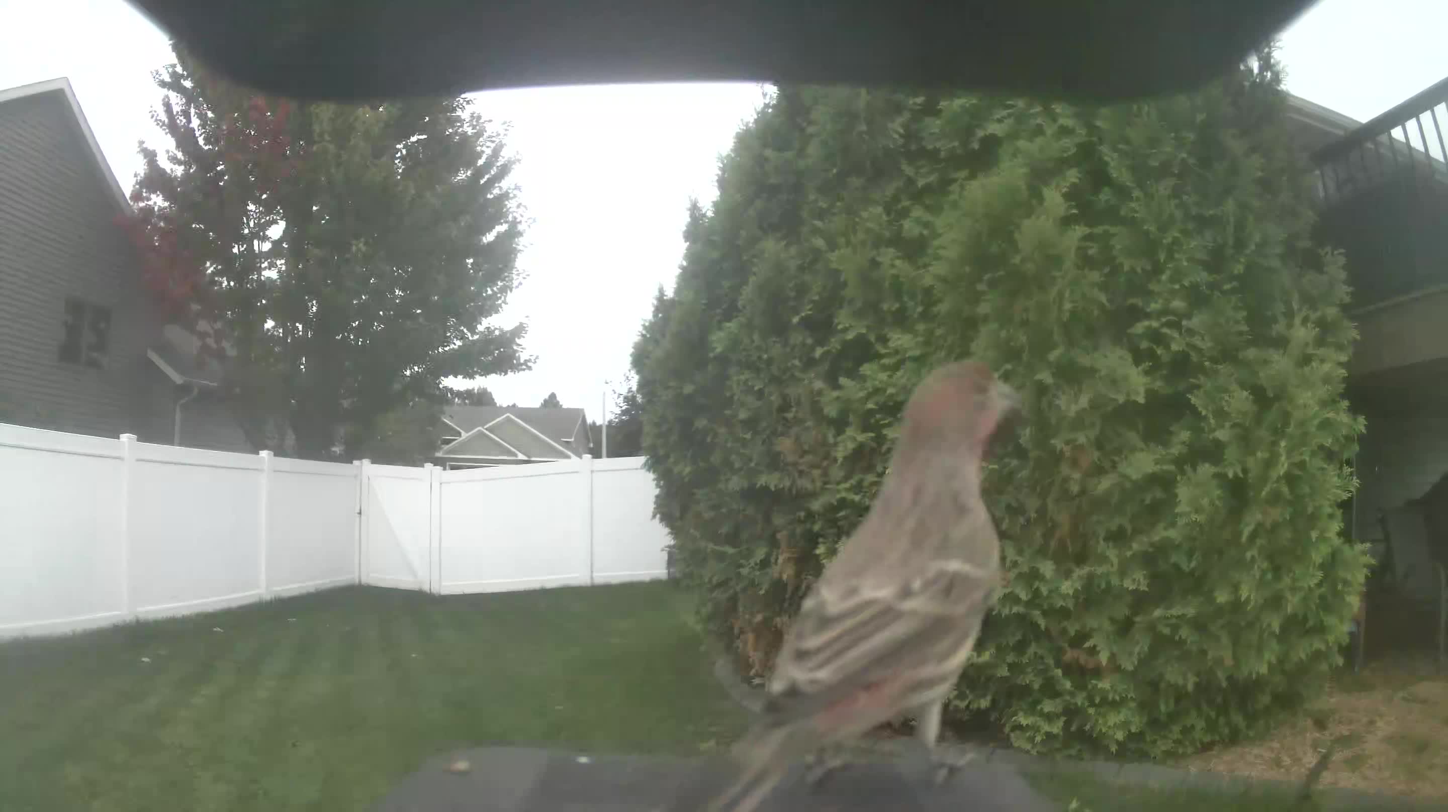House Finch