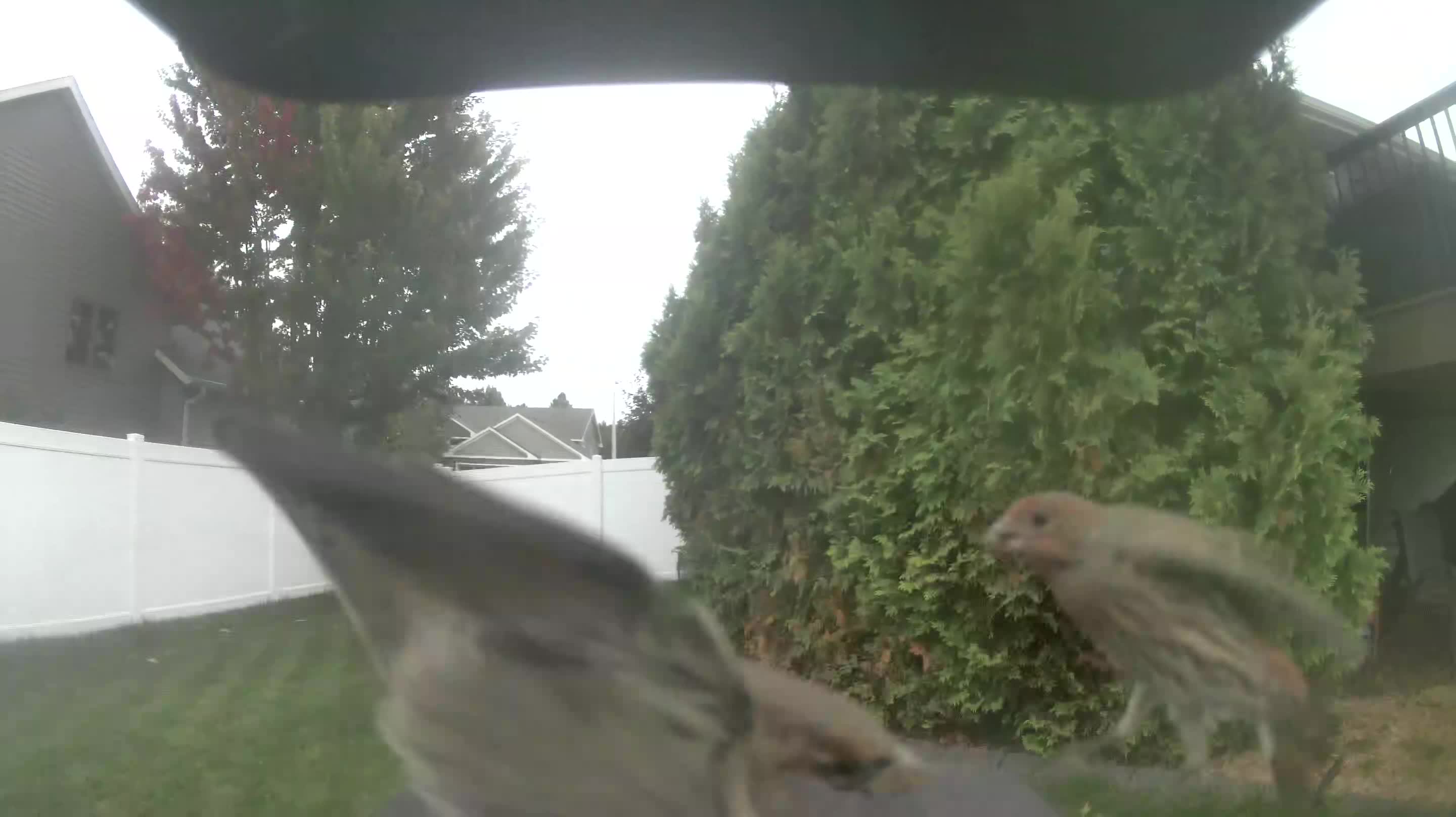 House Finch