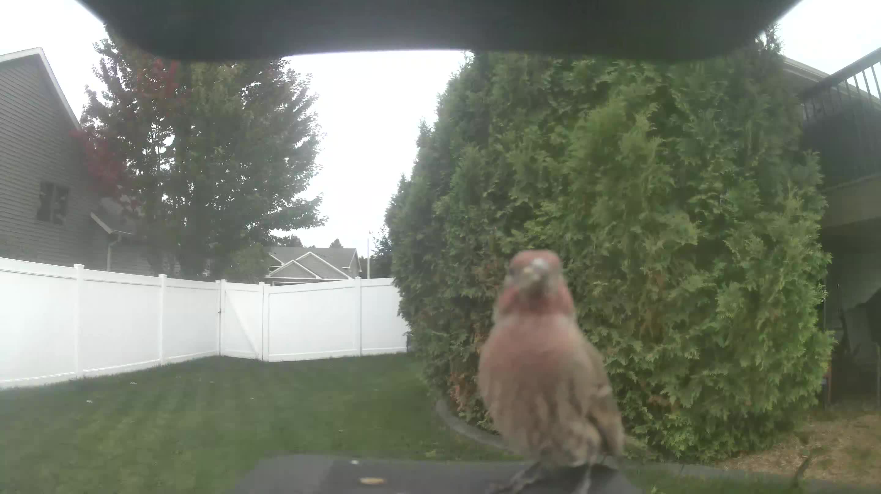 House Finch