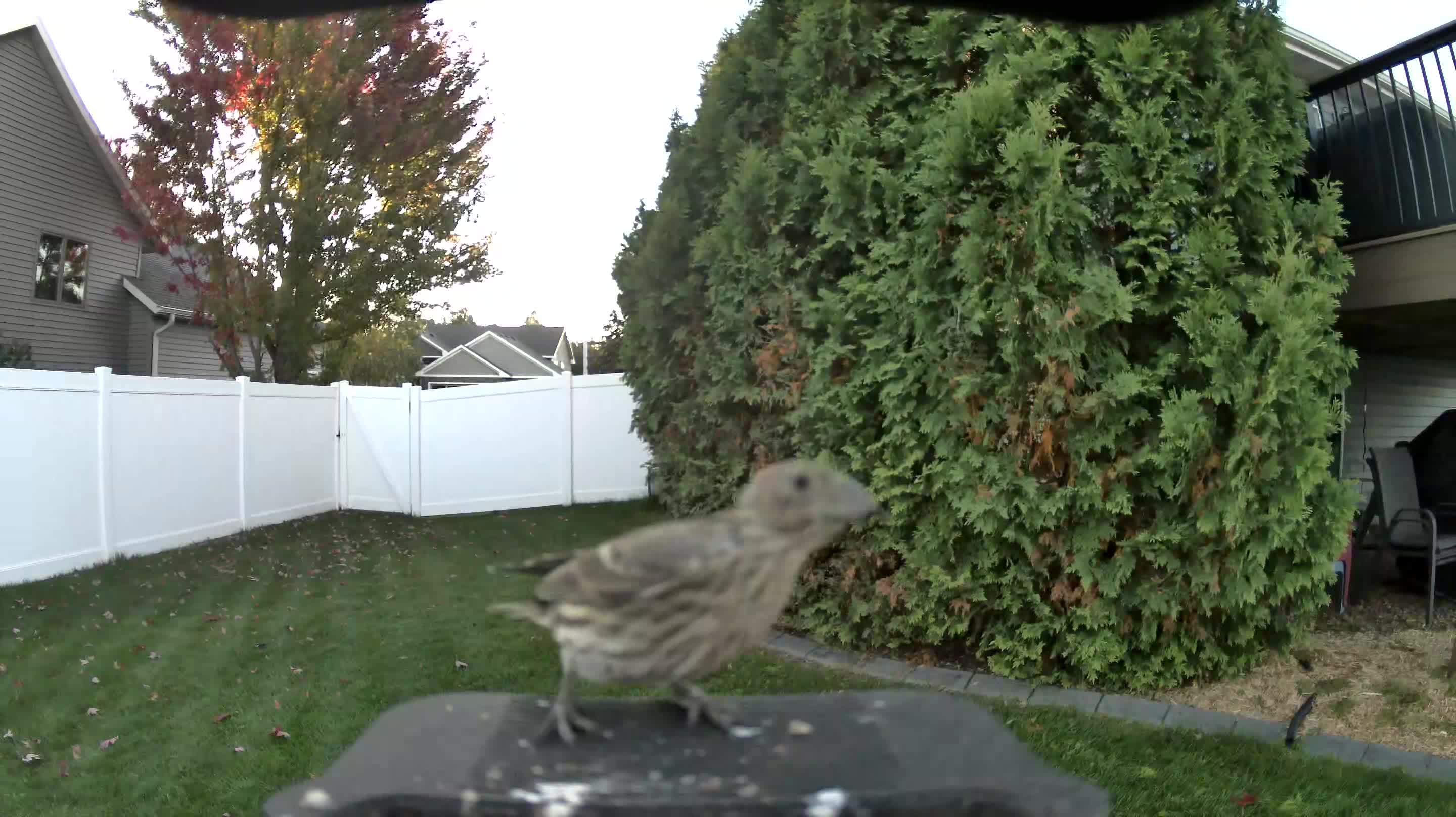 House Finch