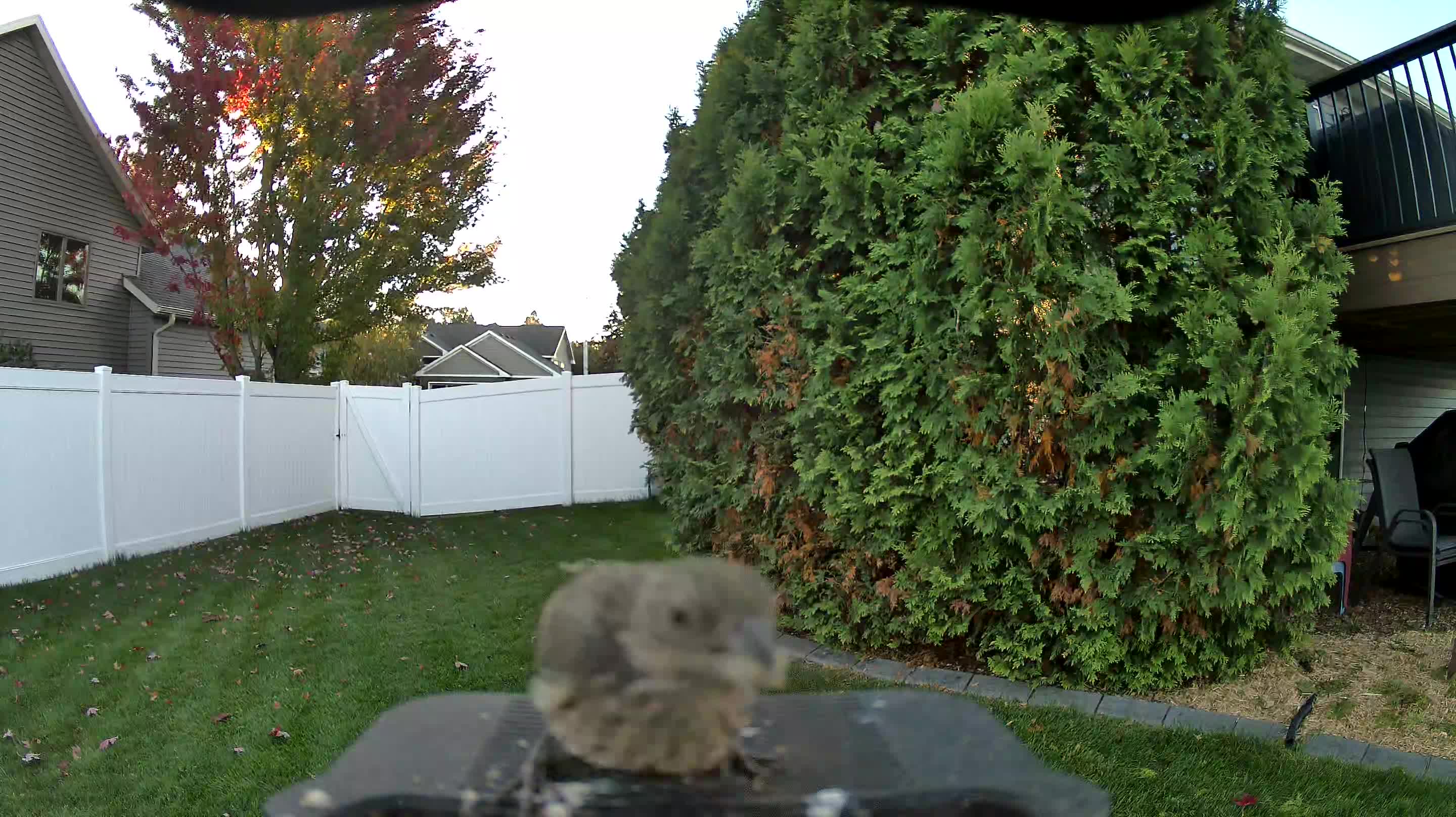 House Finch
