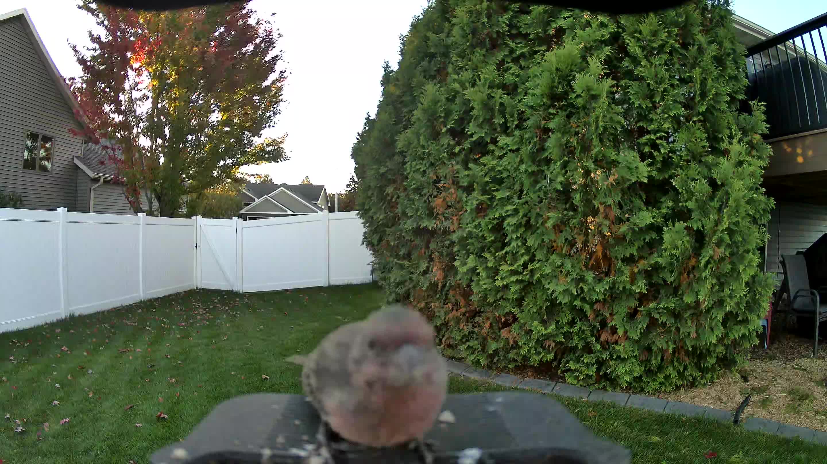 House Finch