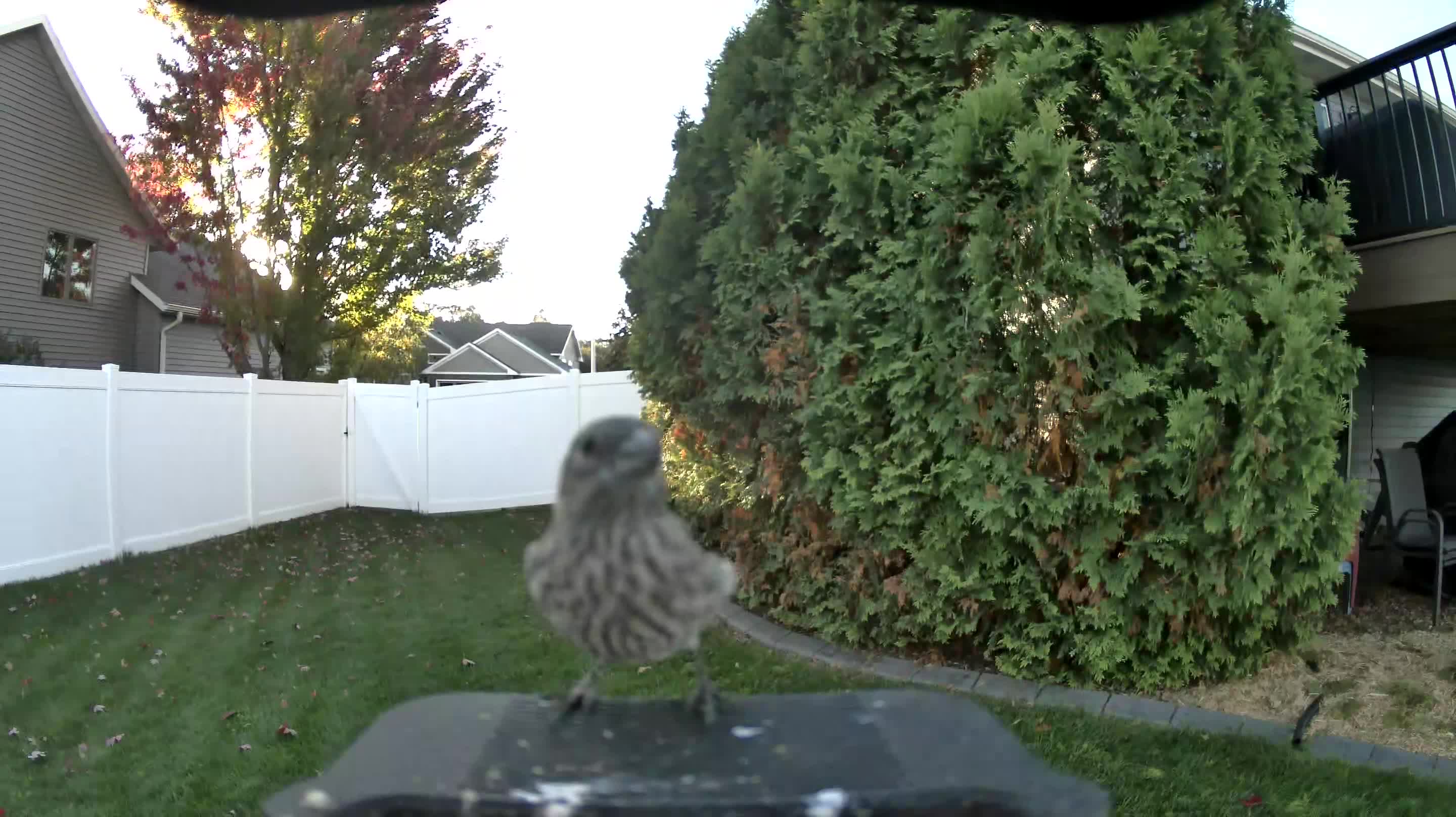 House Finch