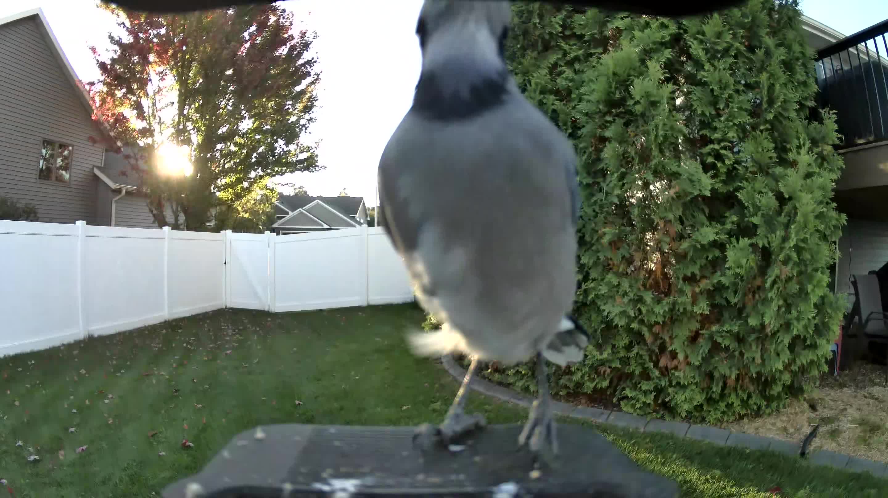 Blue Jay