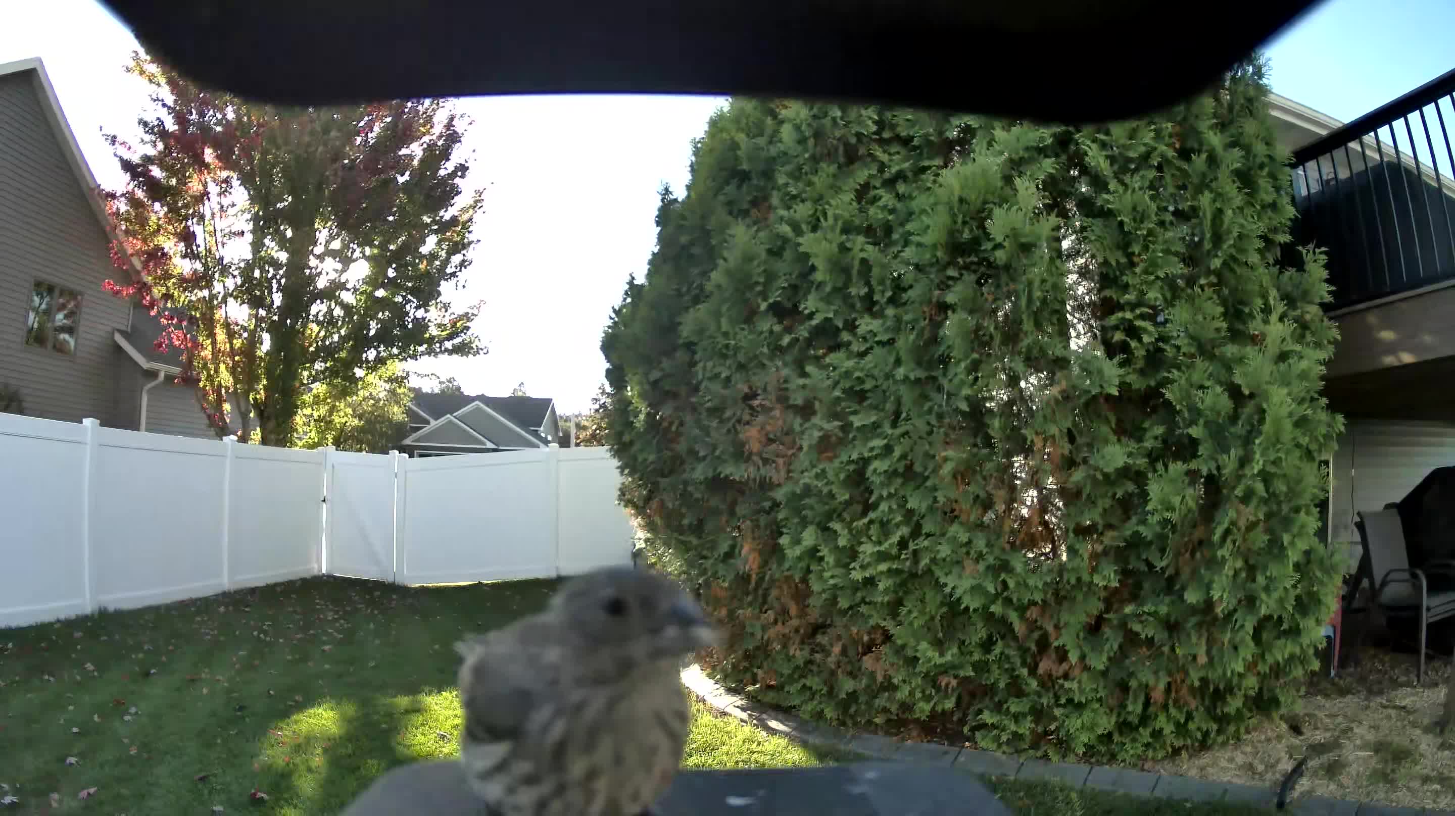 House Finch