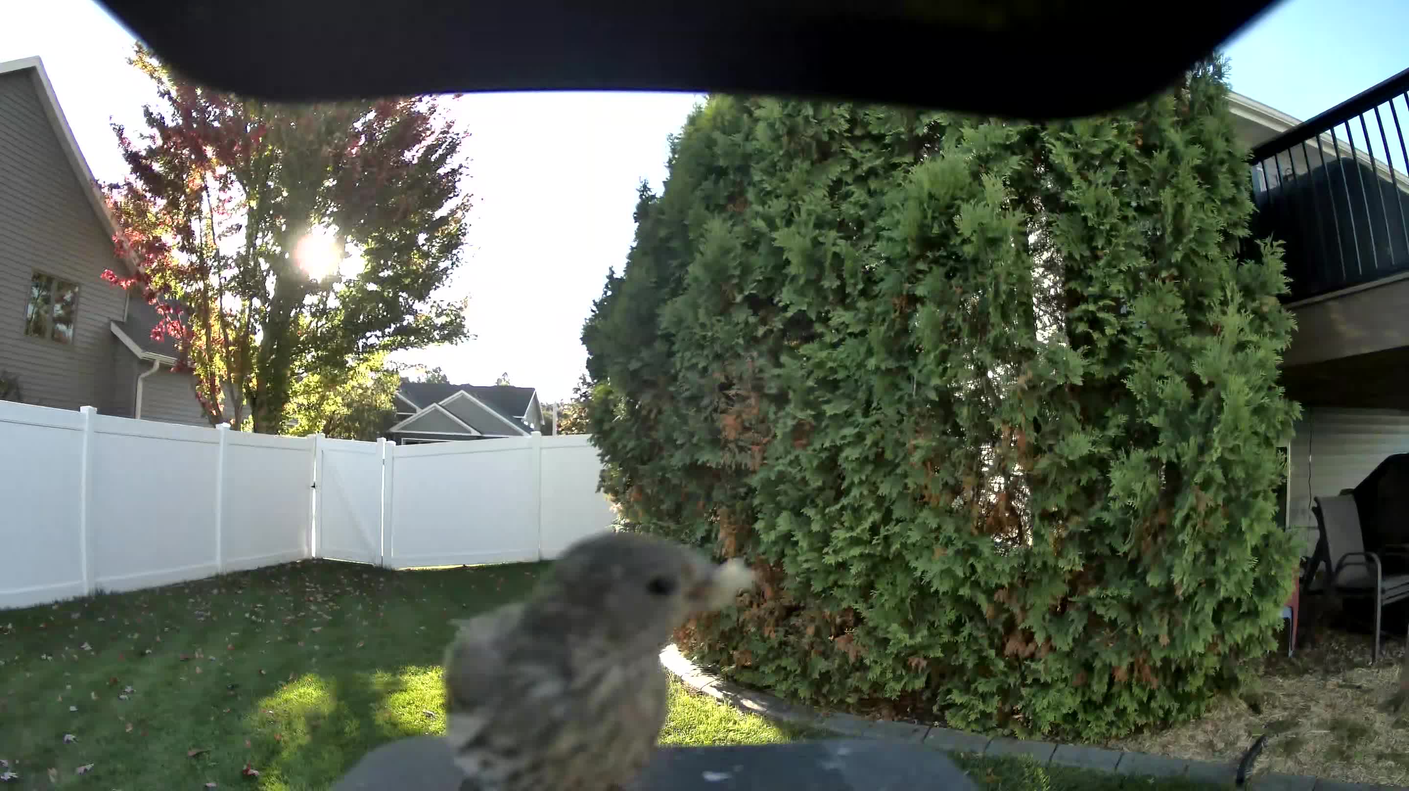 House Finch