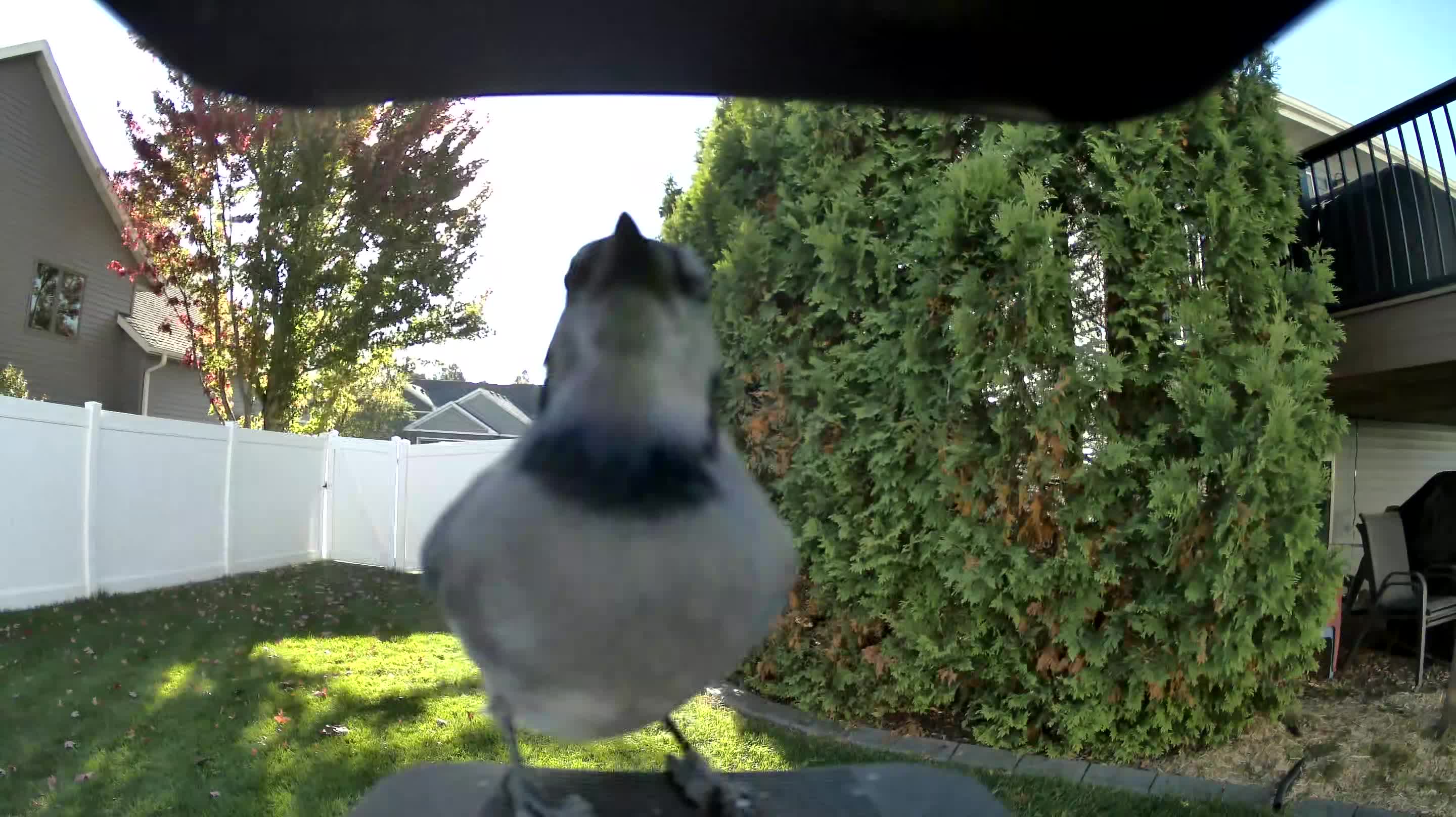 Blue Jay