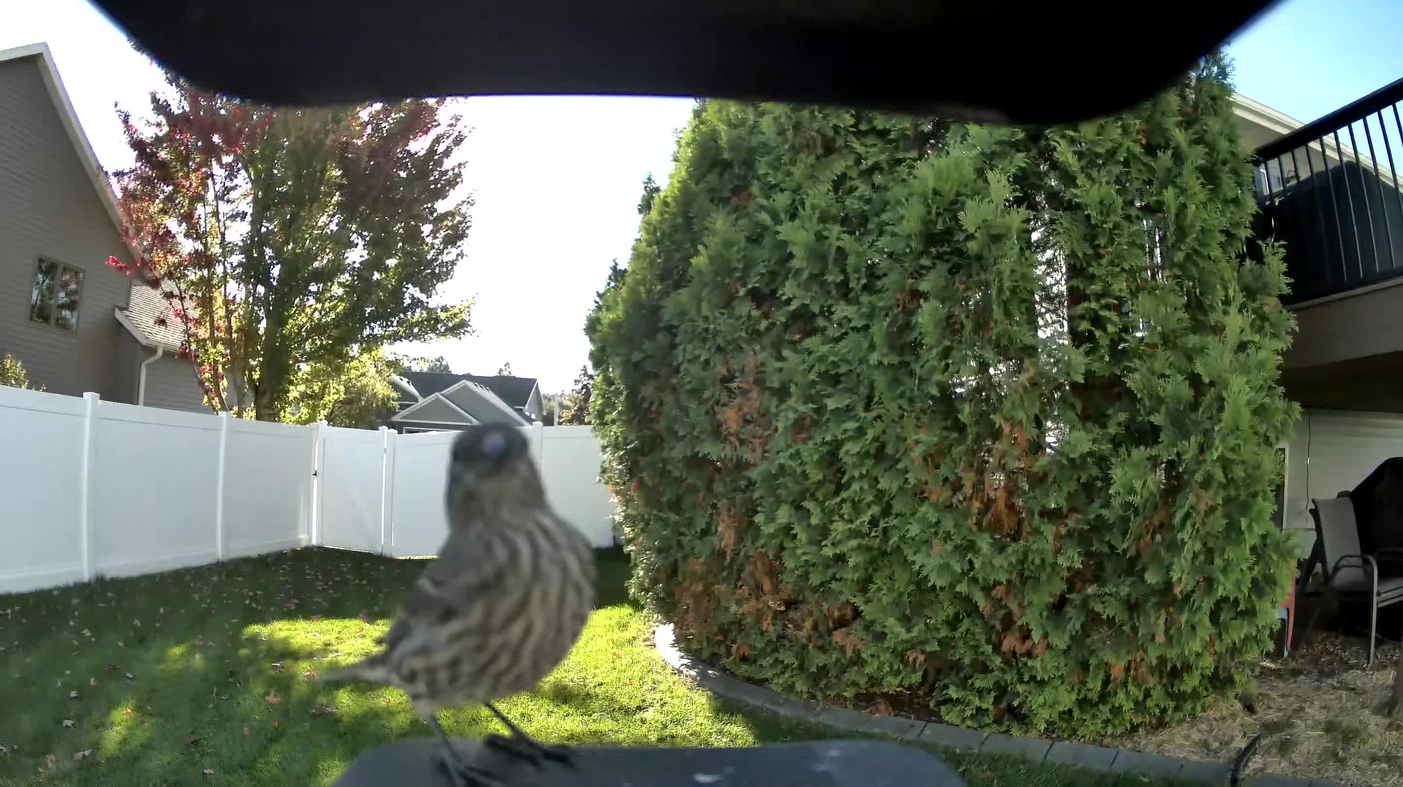 House Finch