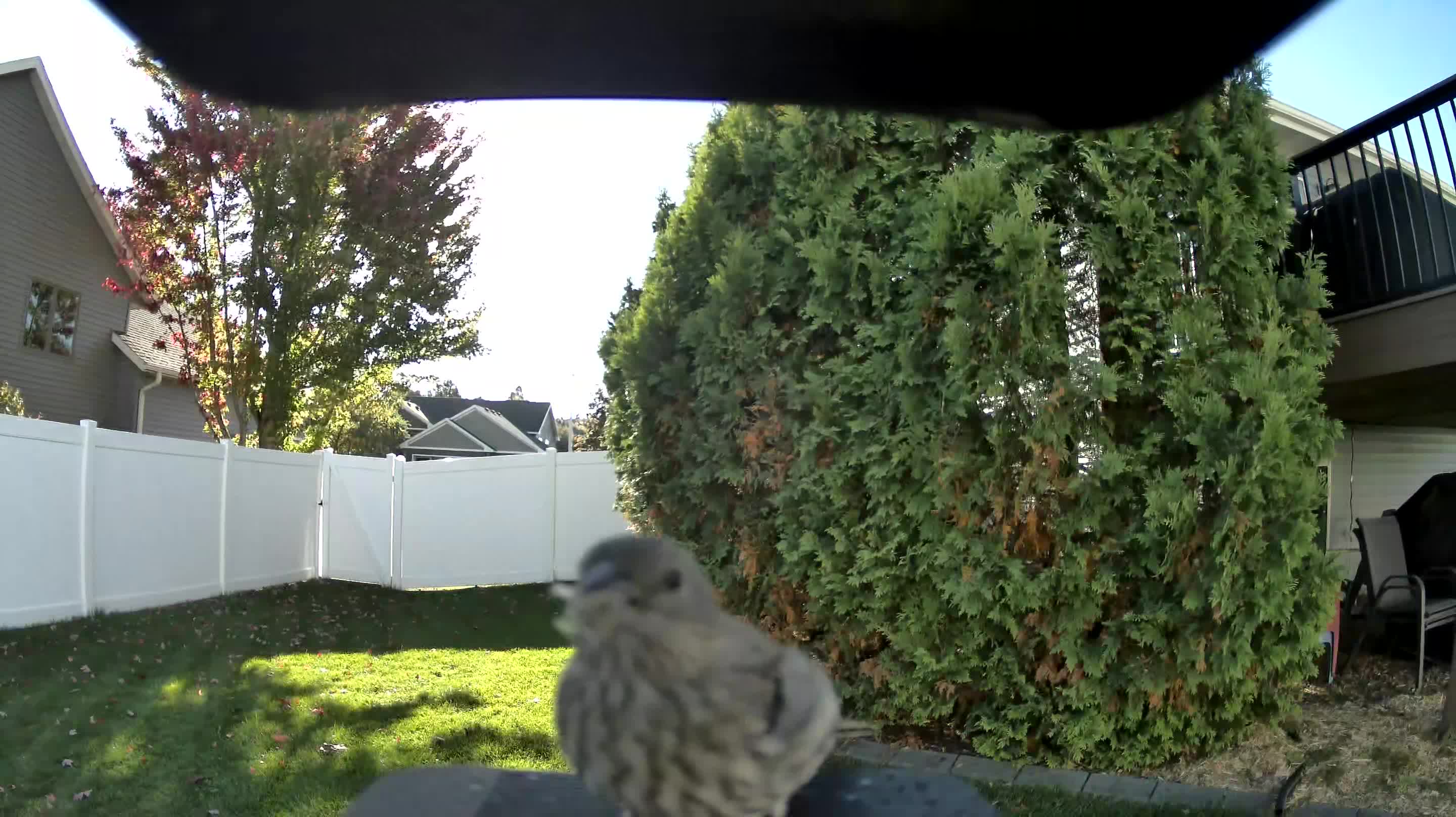 House Finch