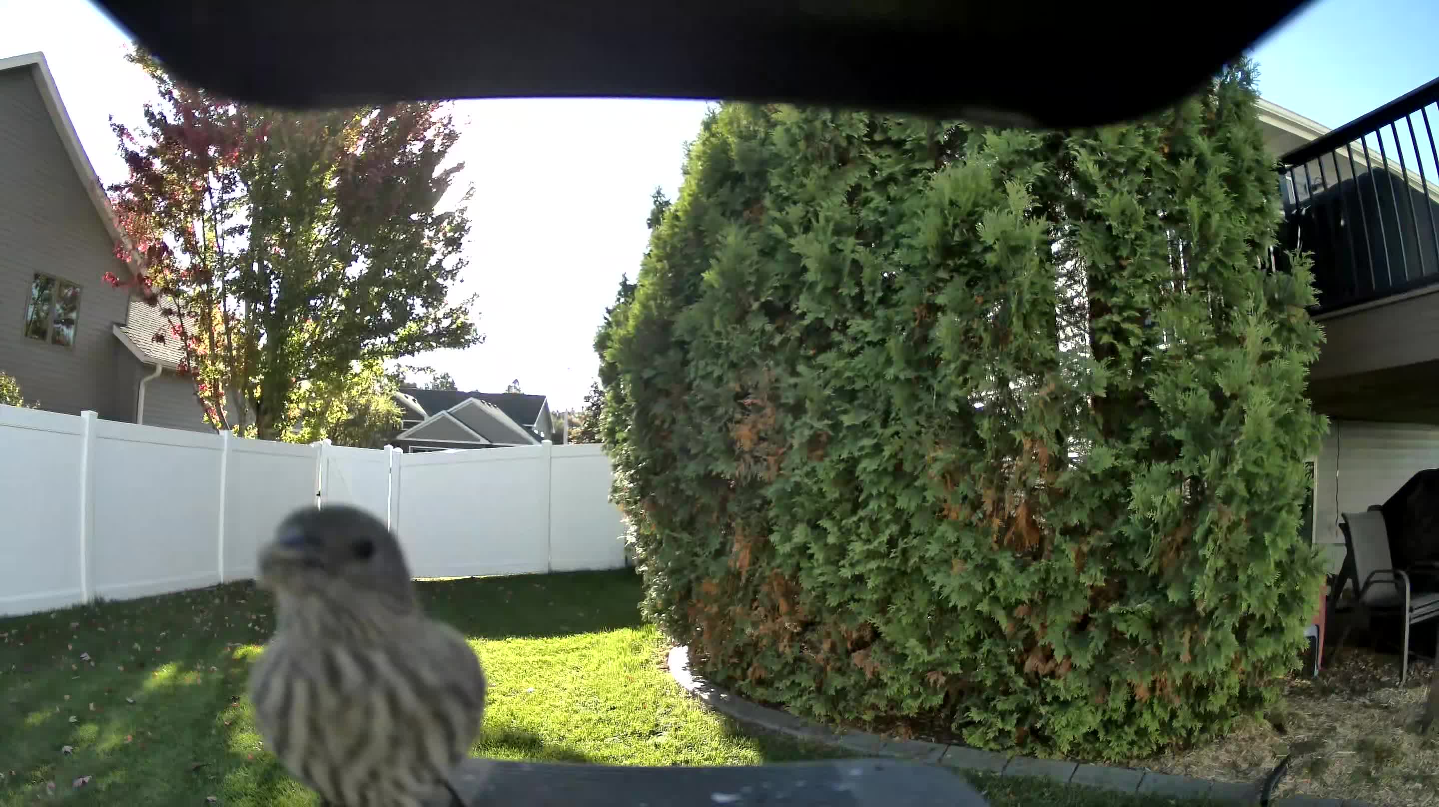 House Finch
