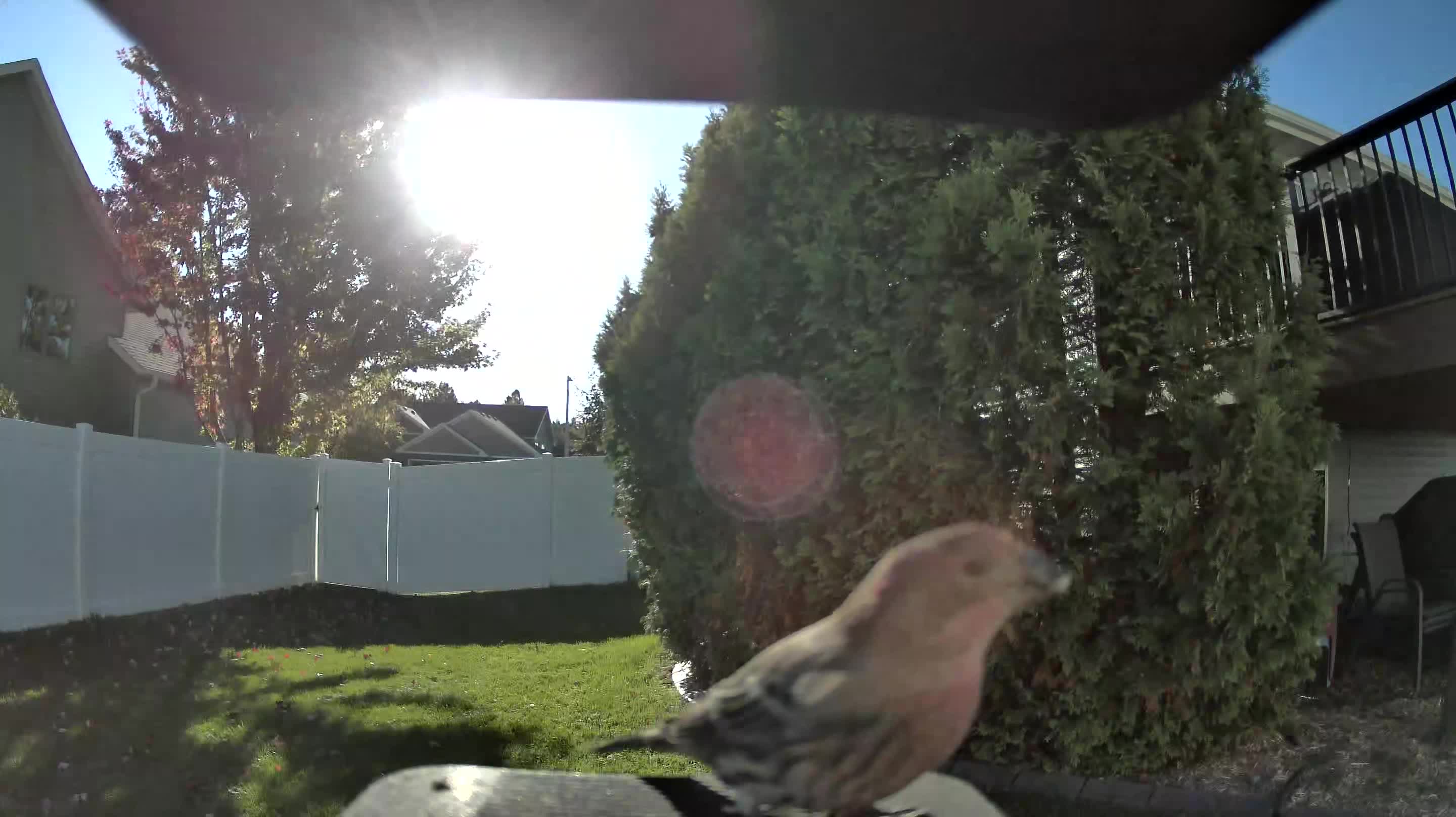 House Finch