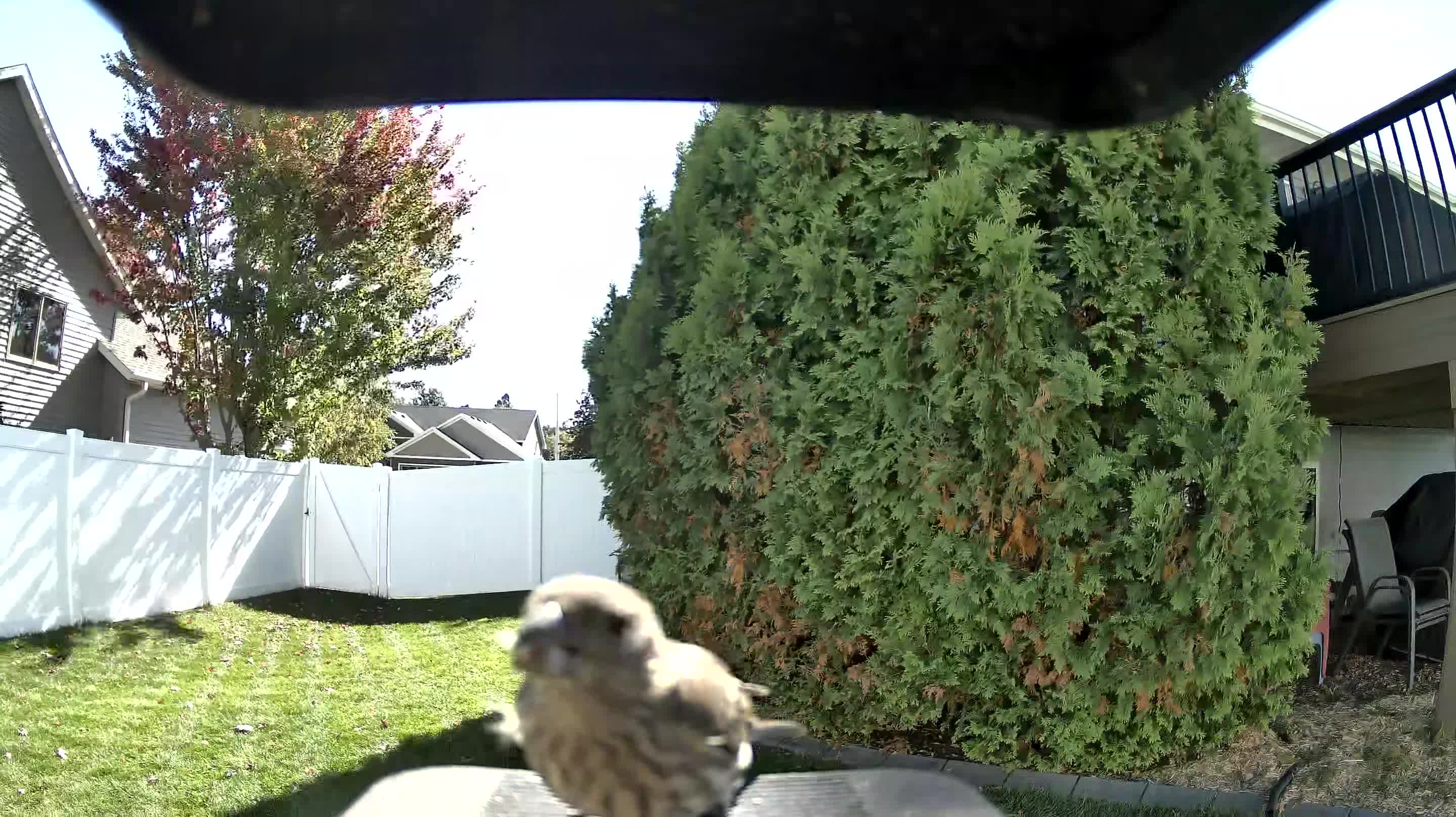 House Finch