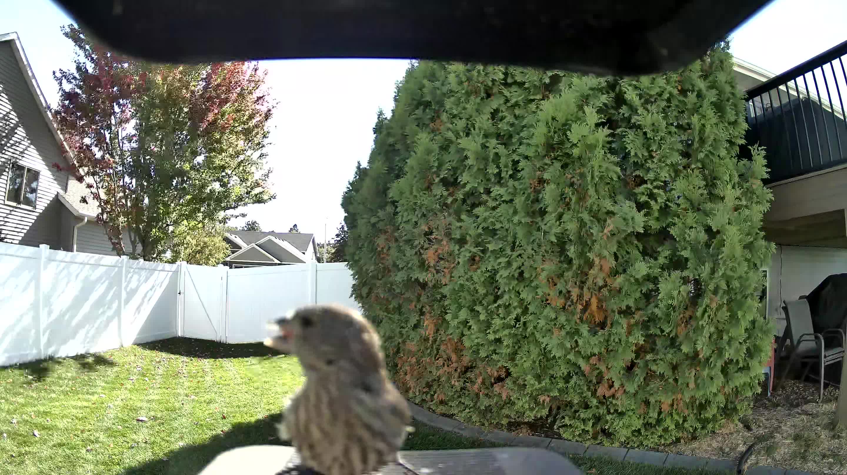 House Finch