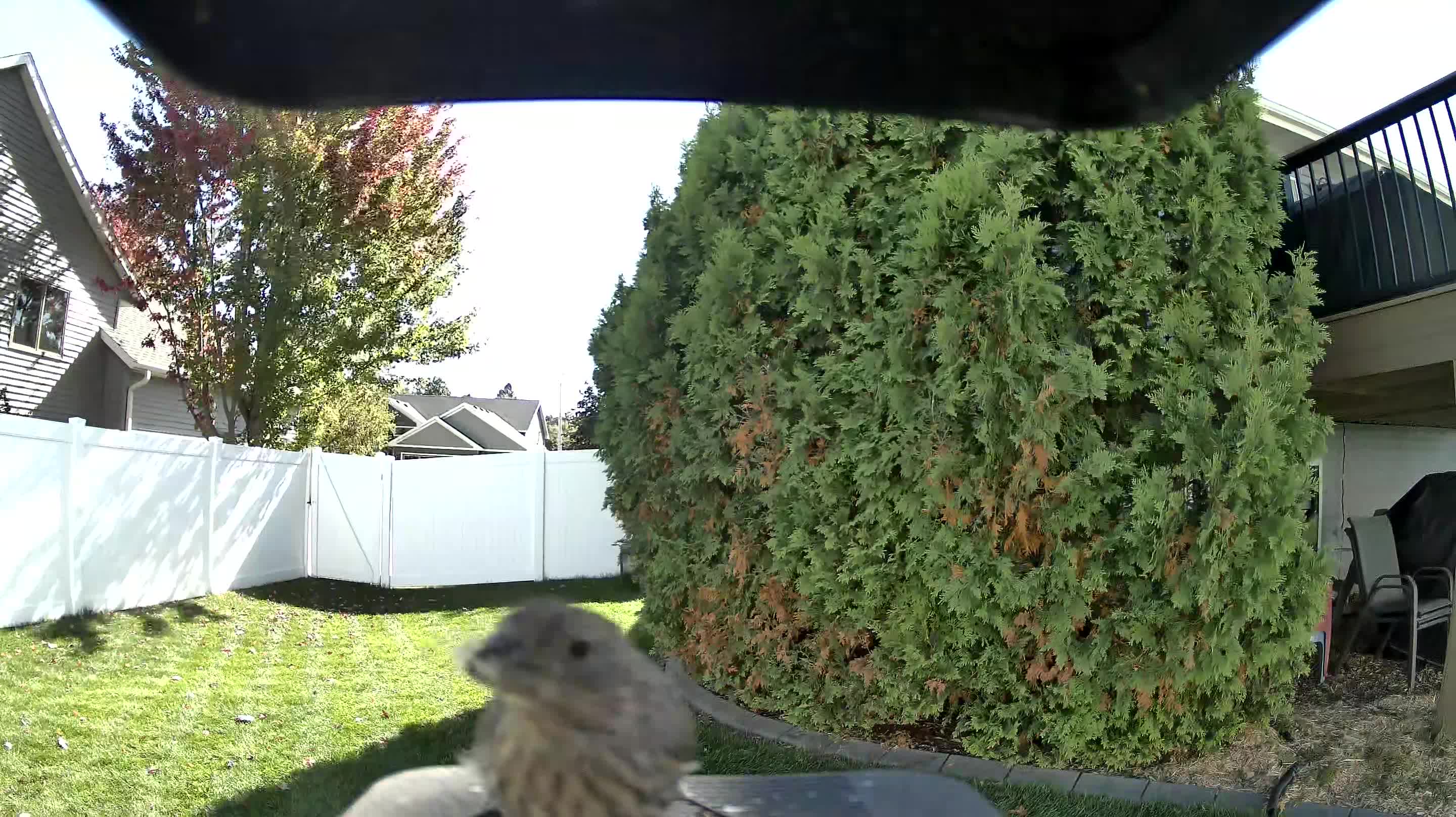 House Finch