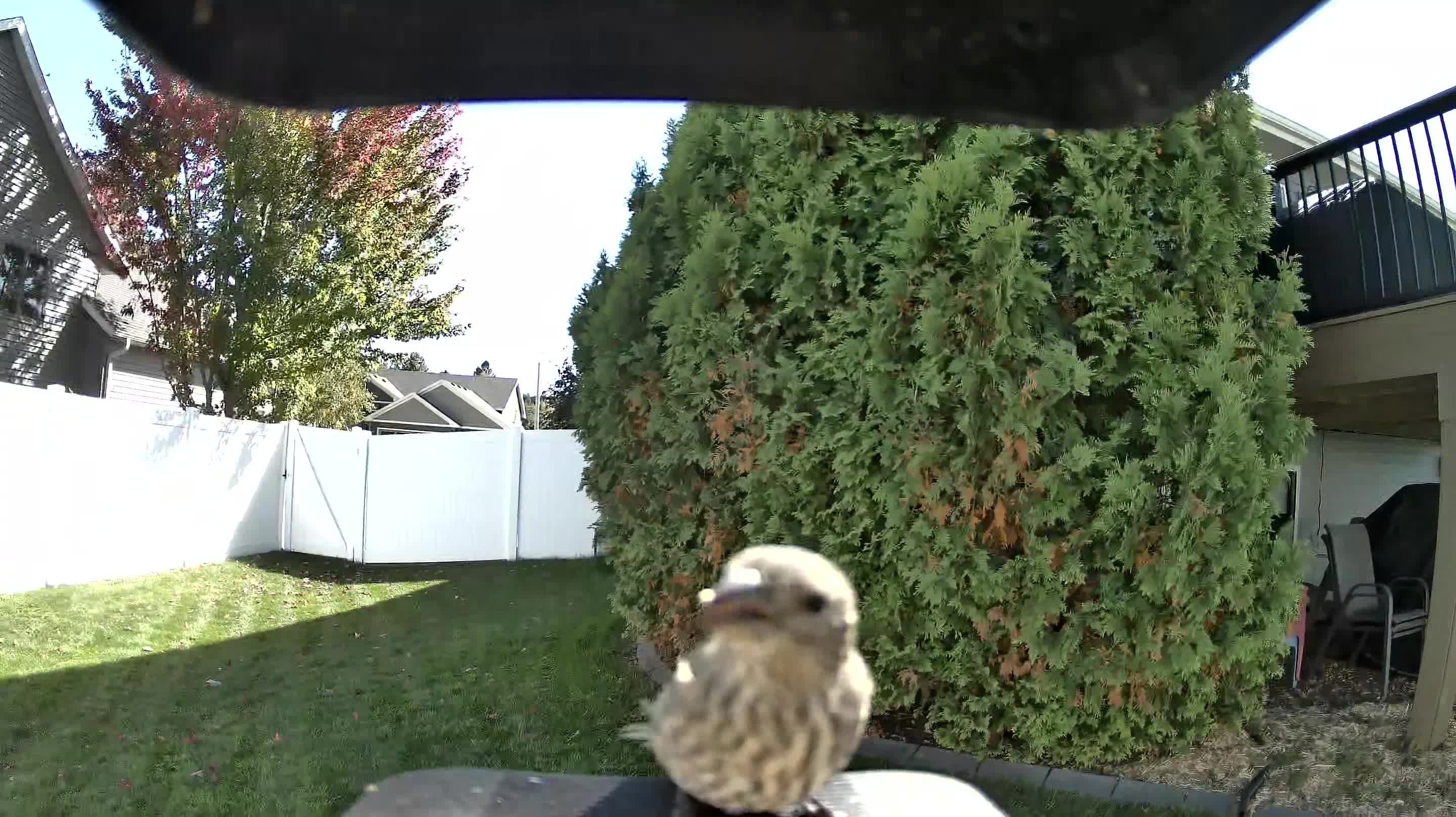 House Finch
