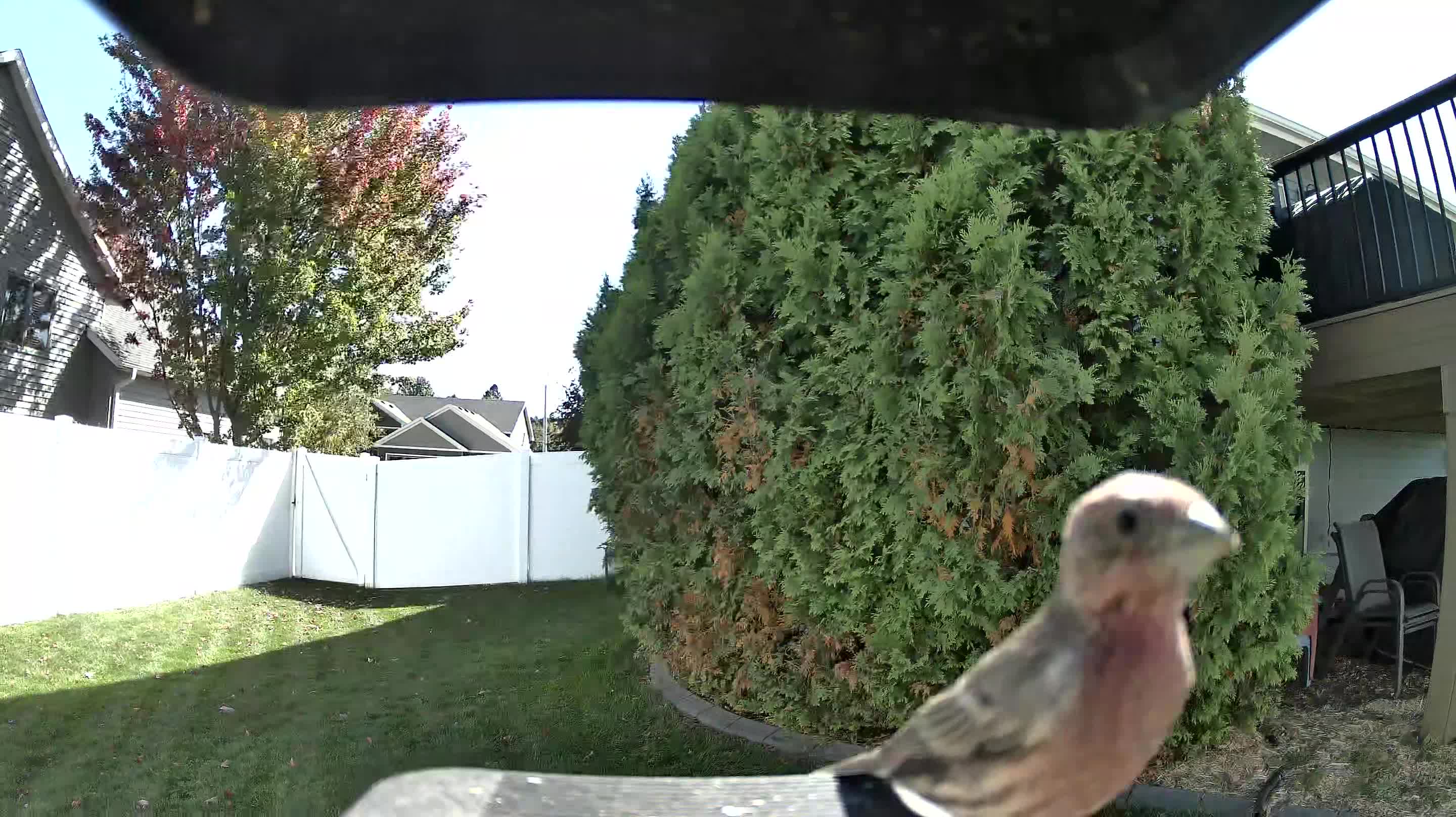 House Finch