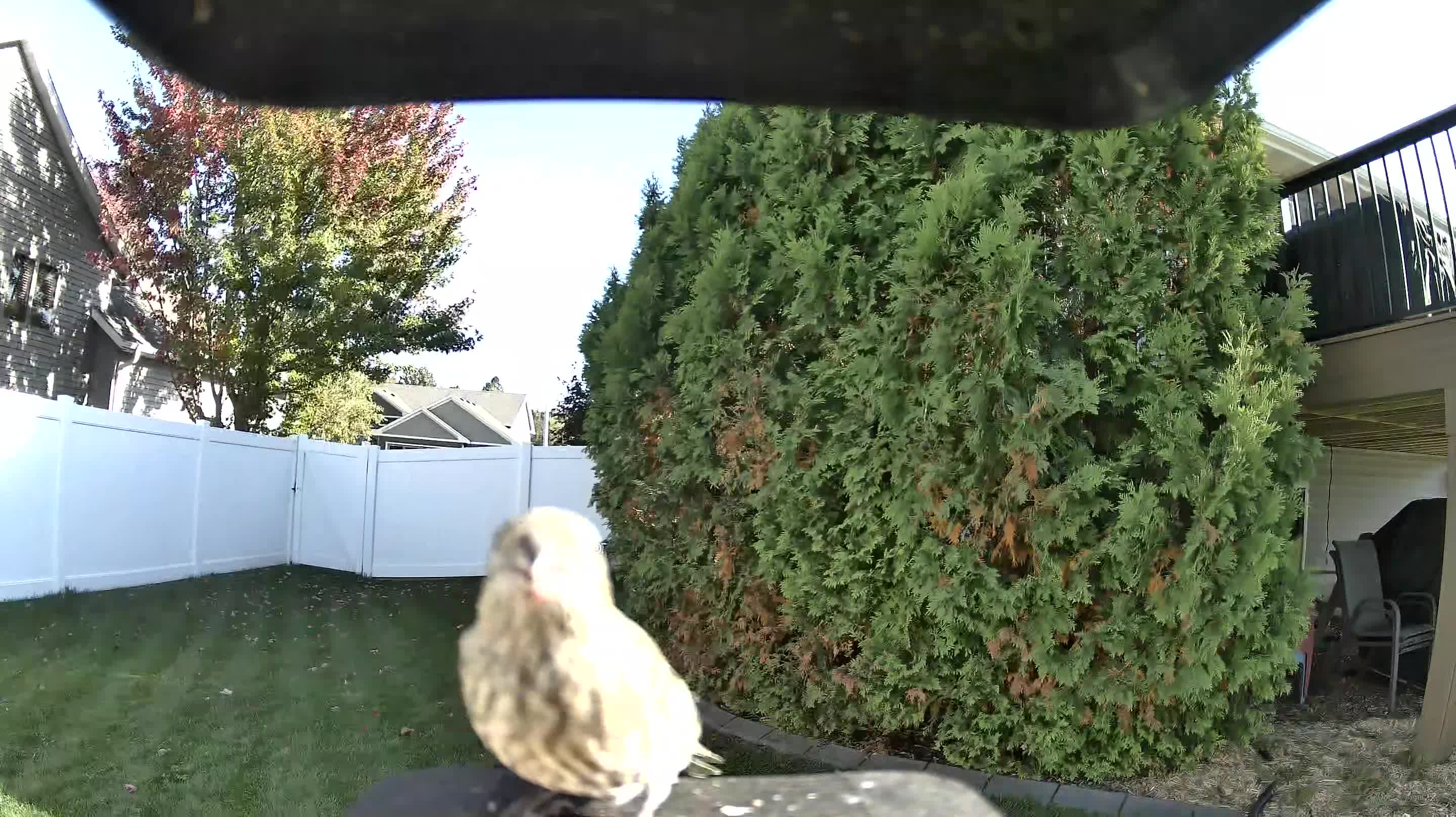 House Finch