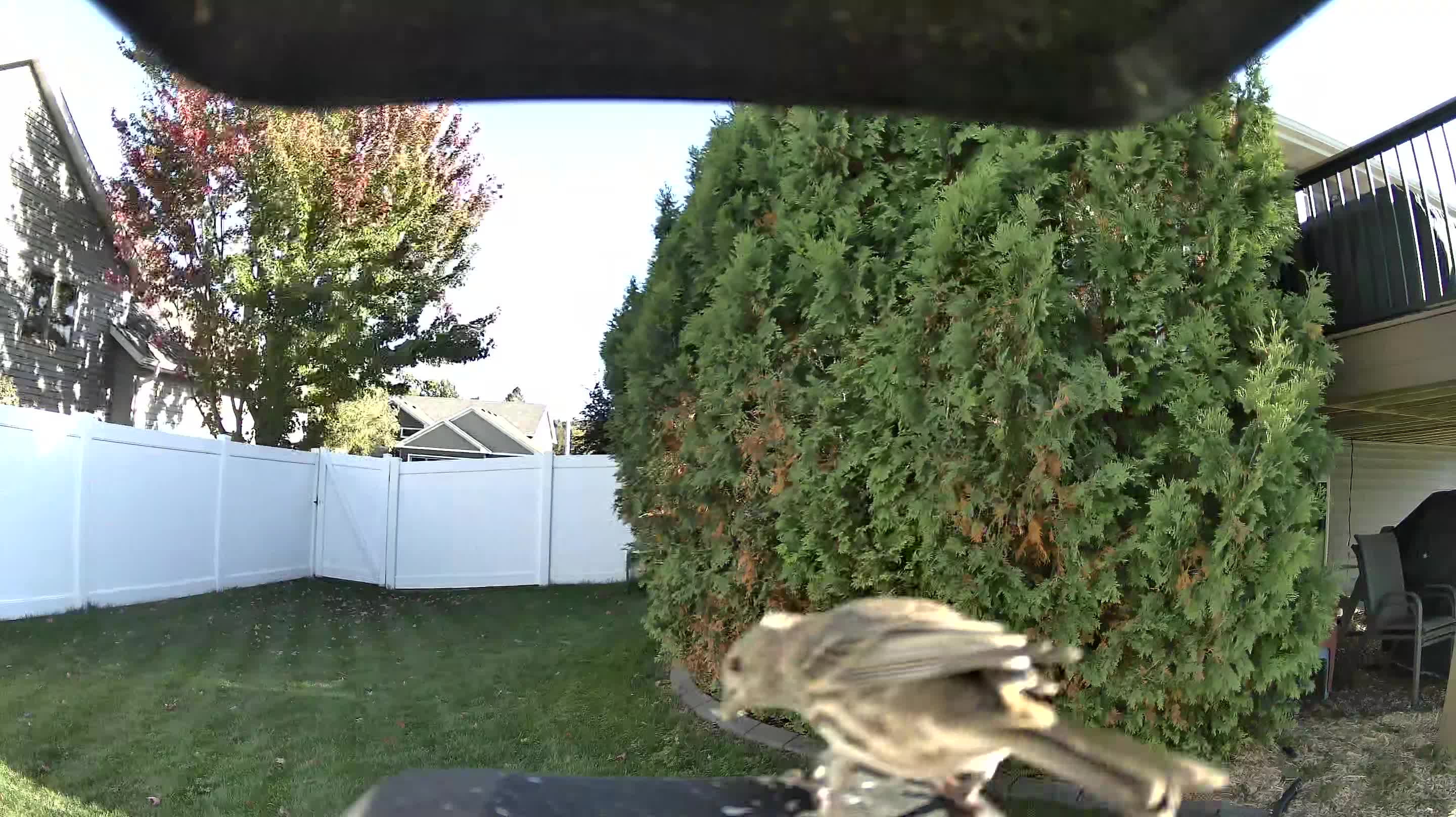 House Finch