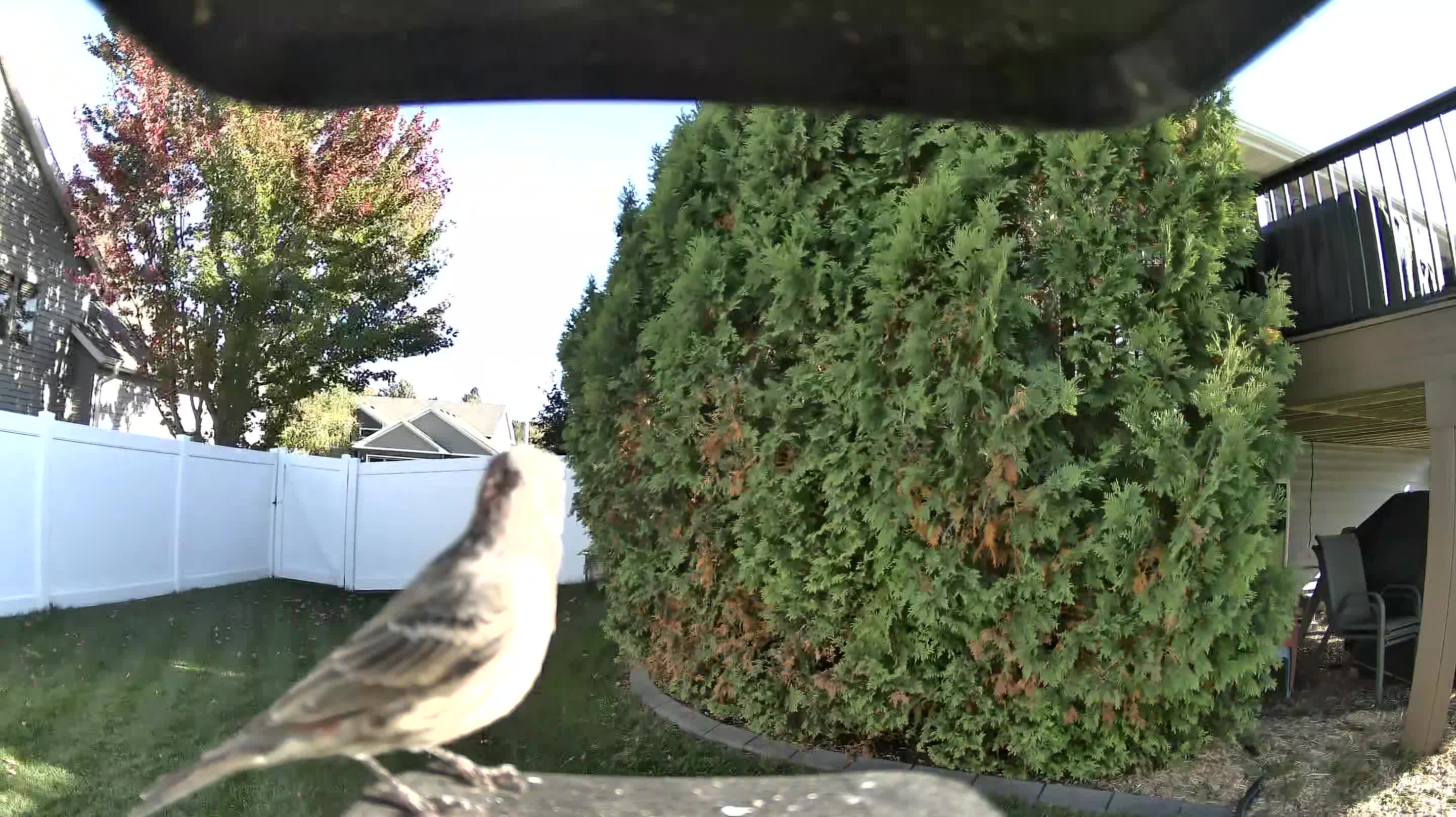House Finch