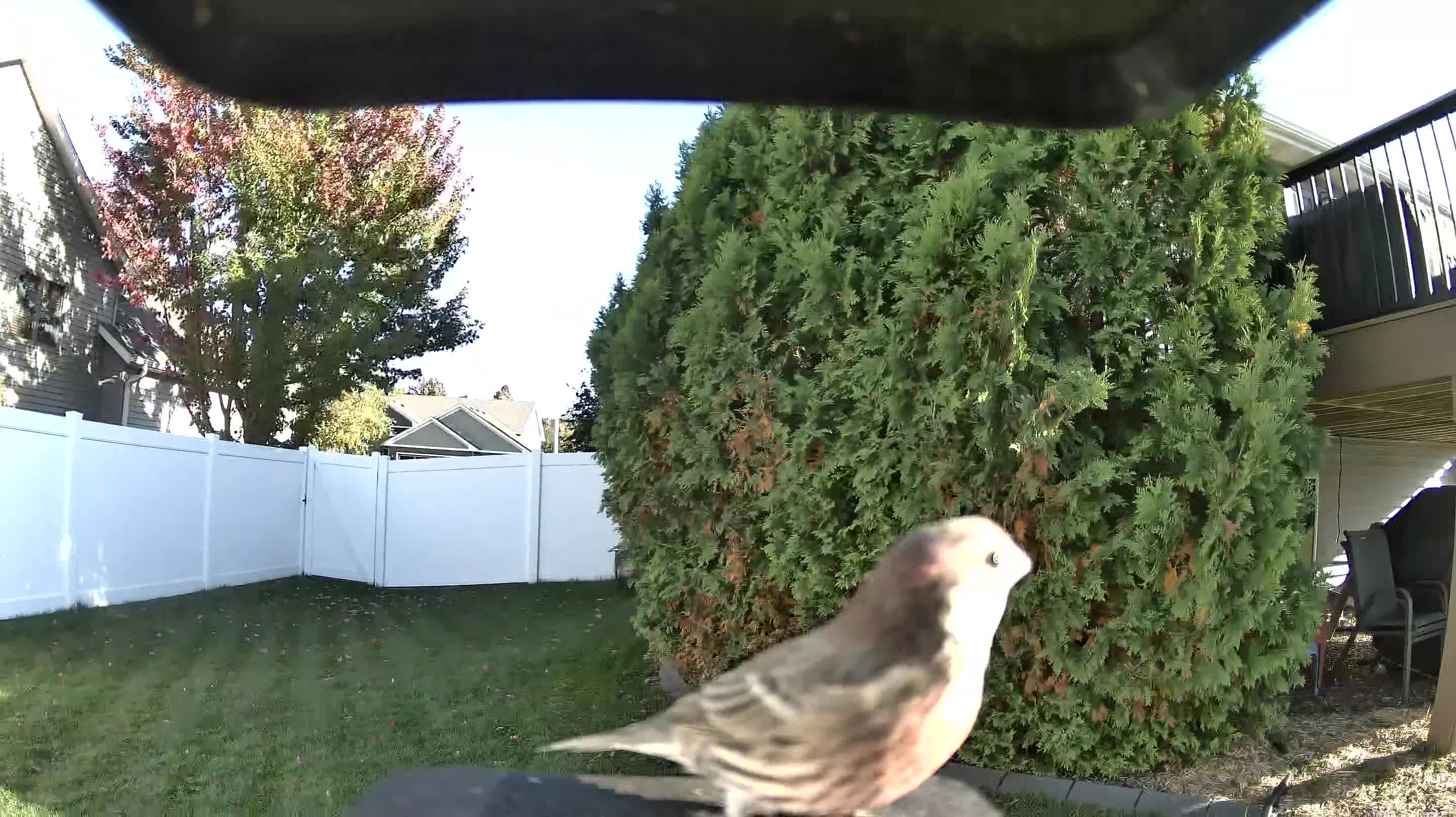 House Finch