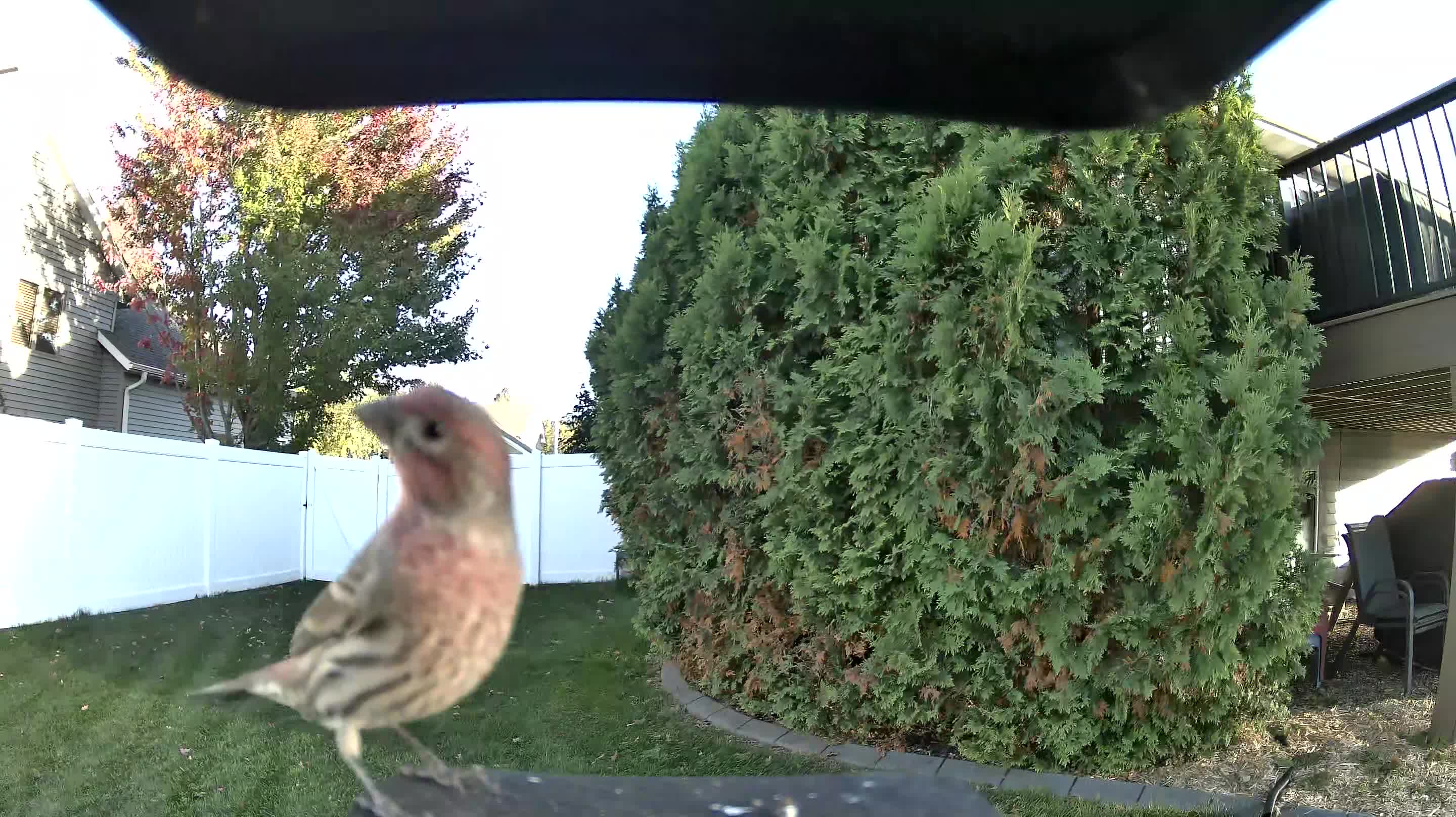 House Finch