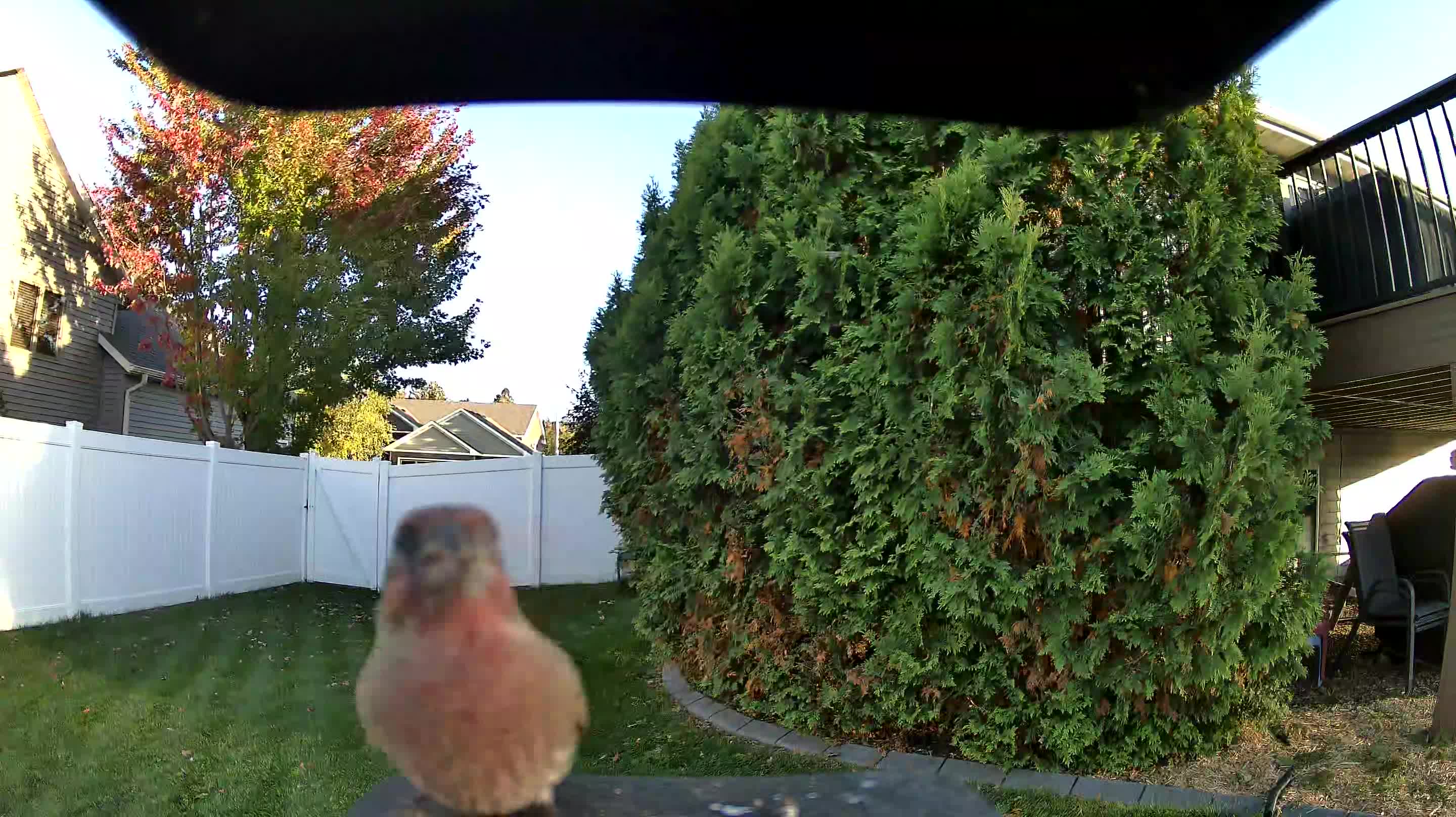 House Finch