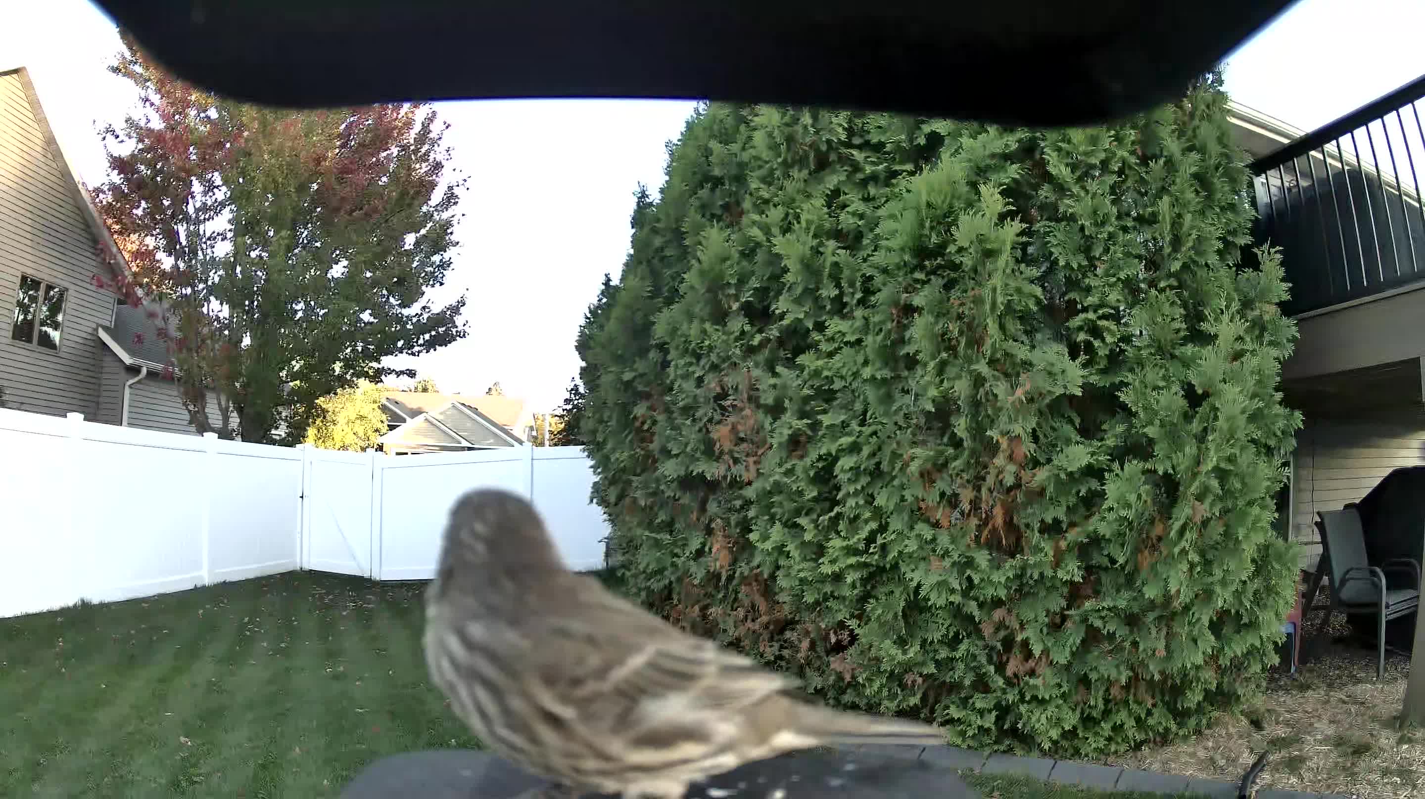 House Finch