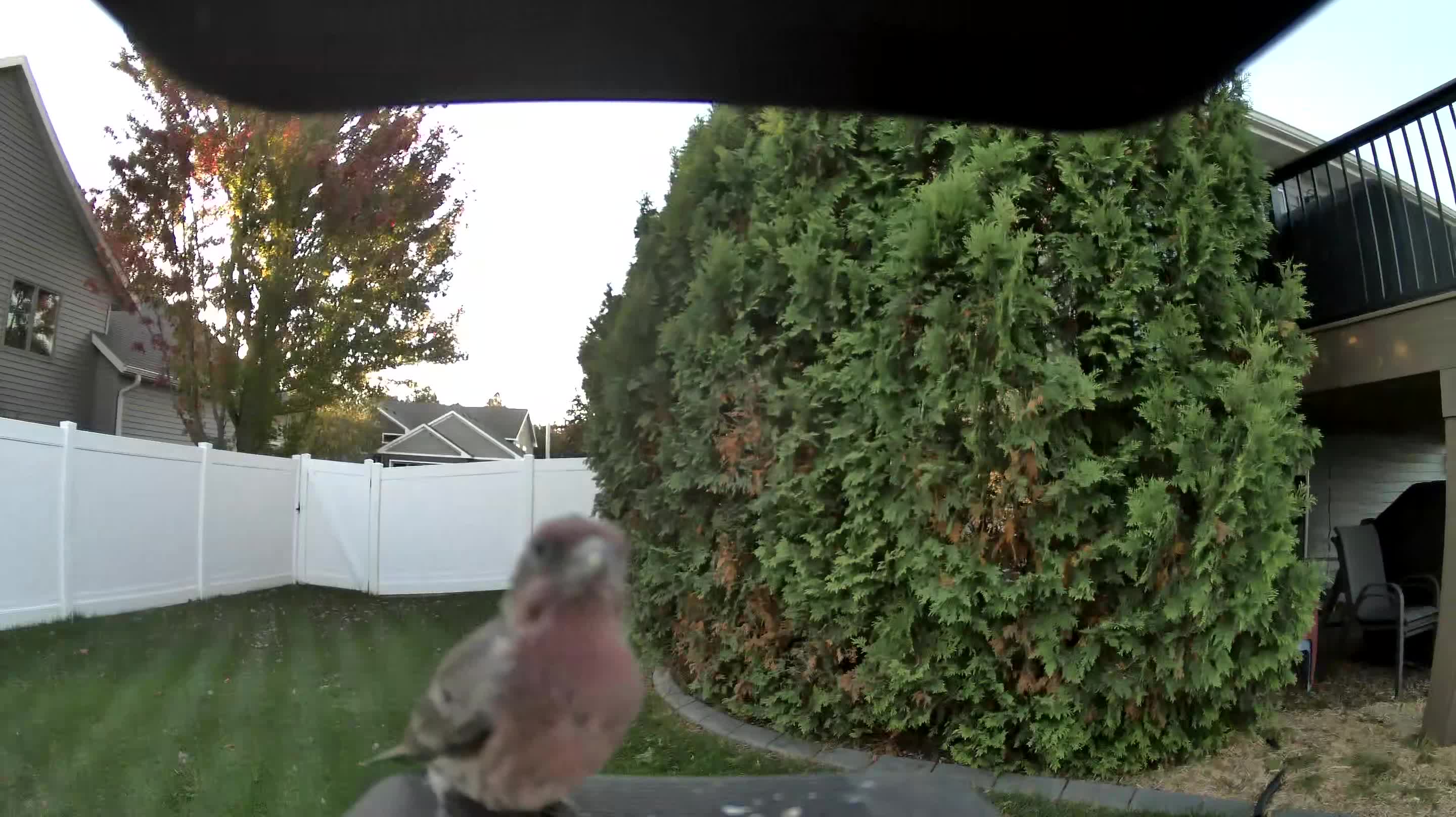 House Finch