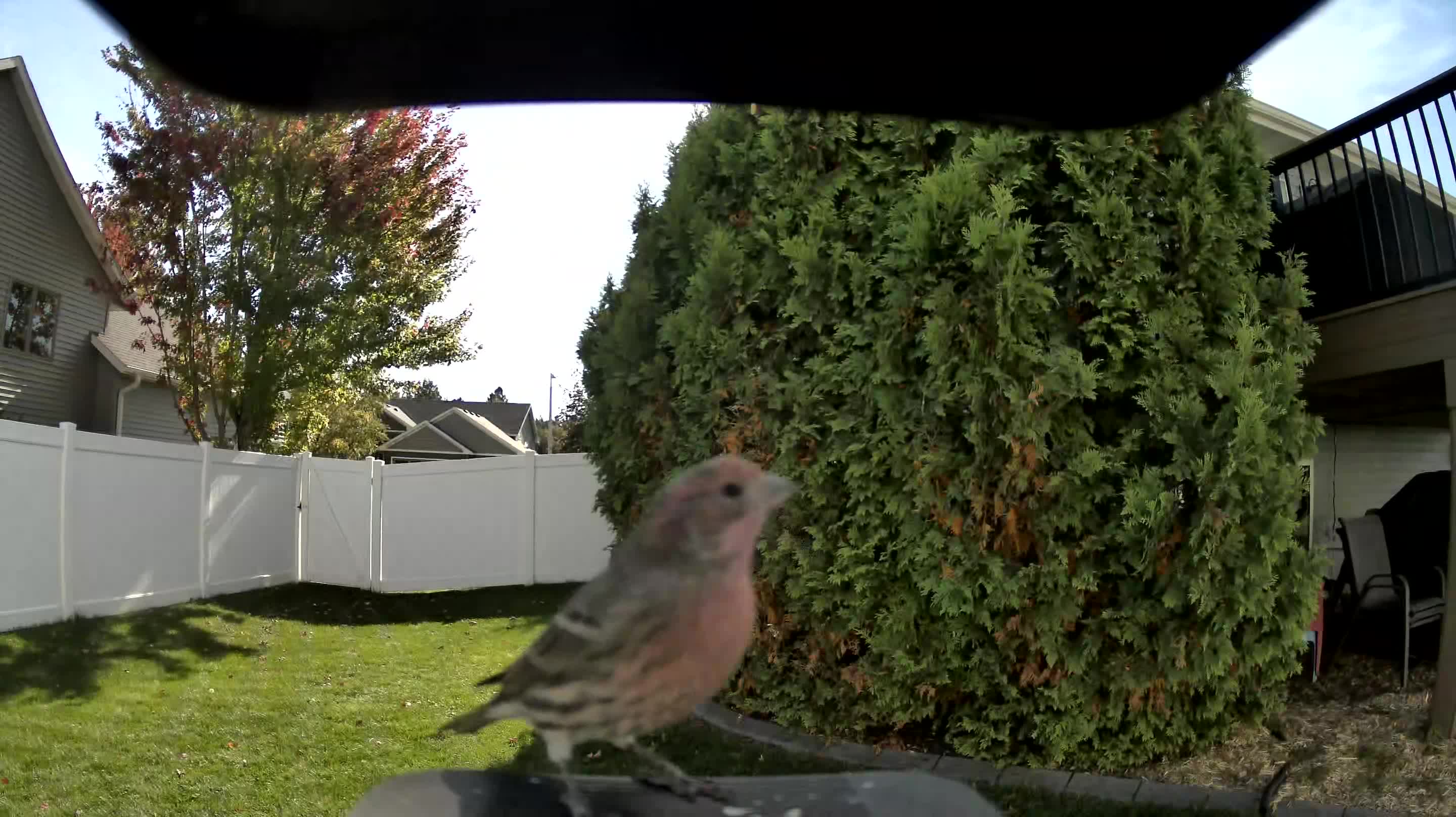 House Finch
