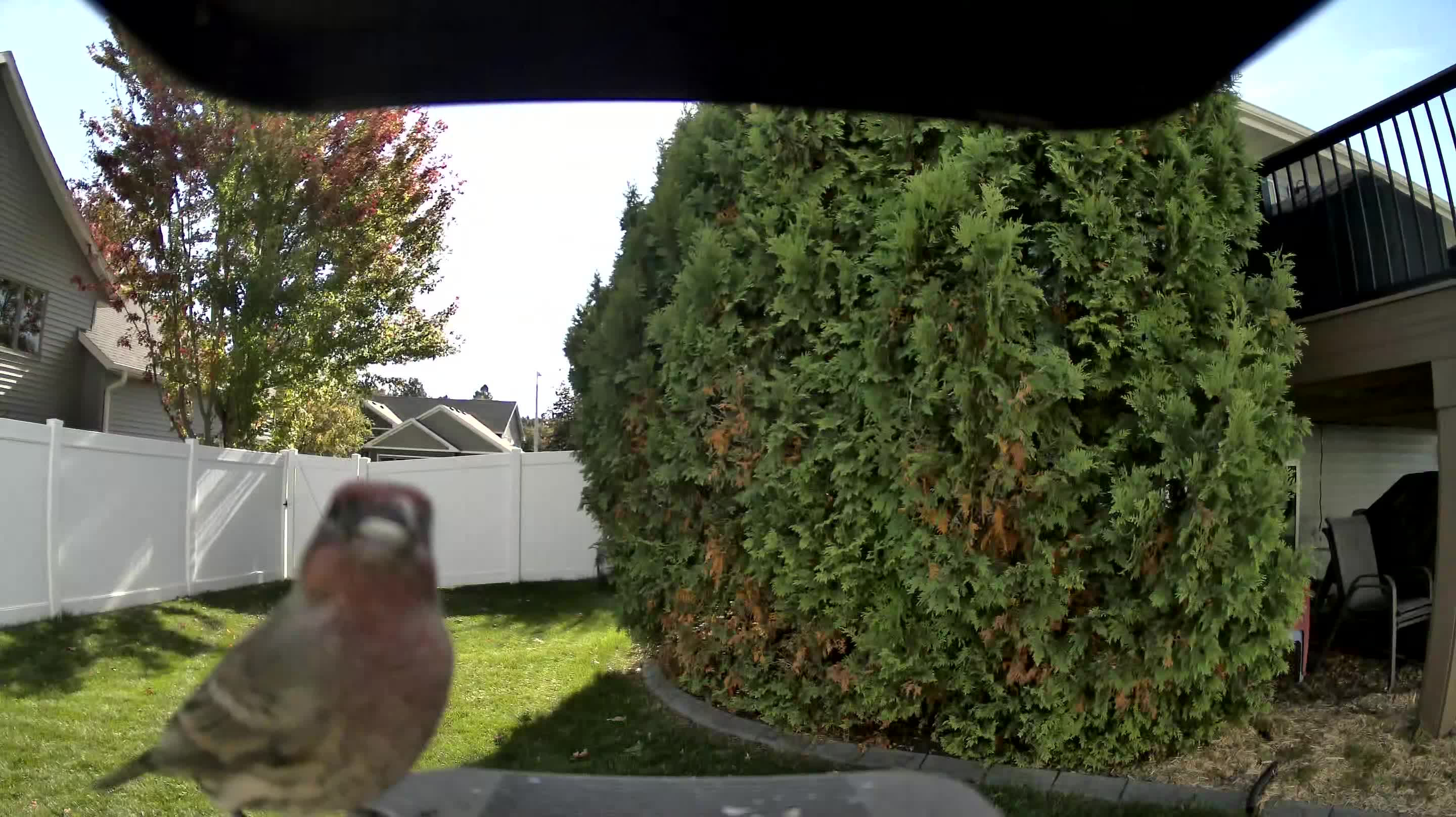 House Finch