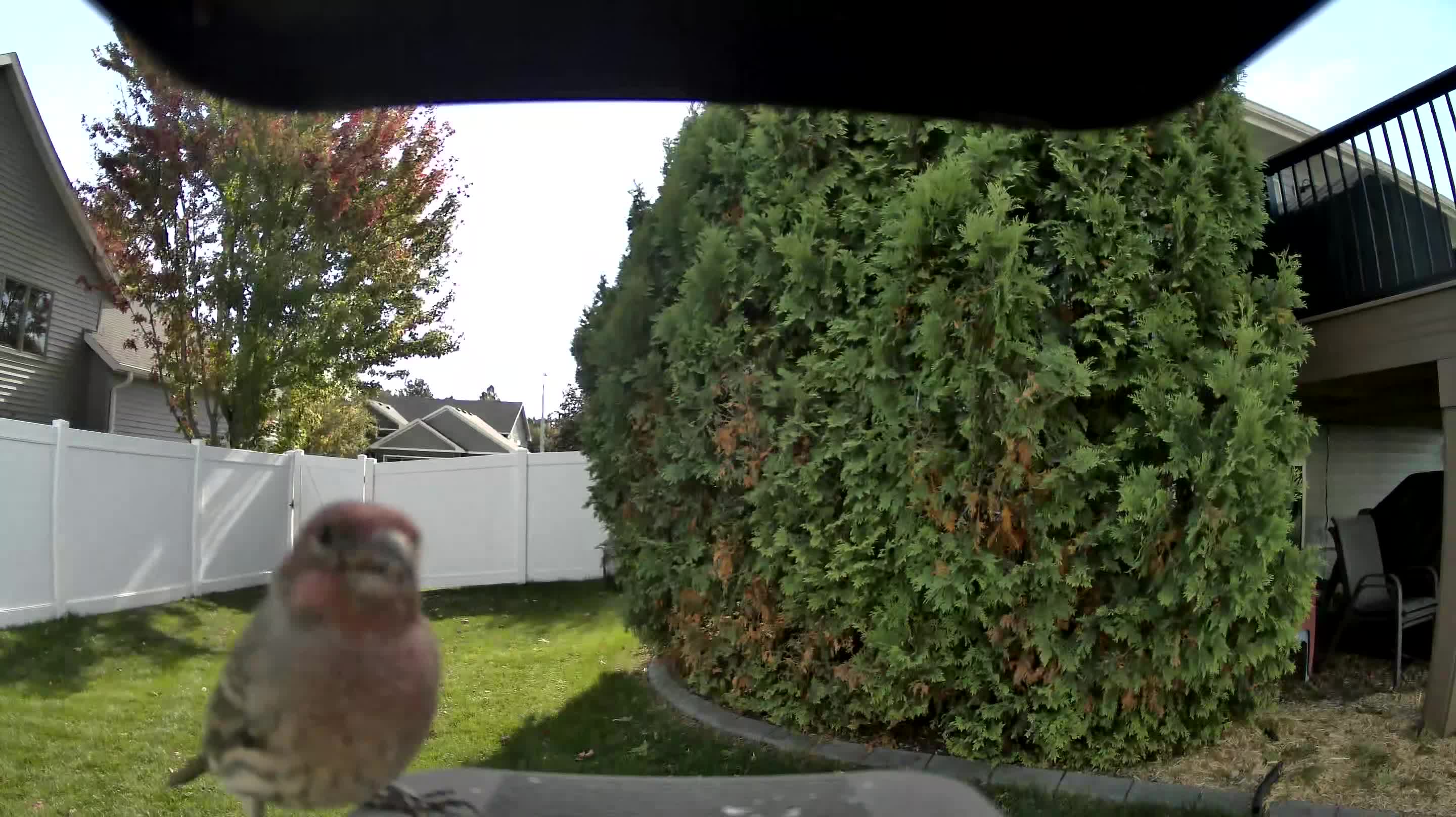 House Finch