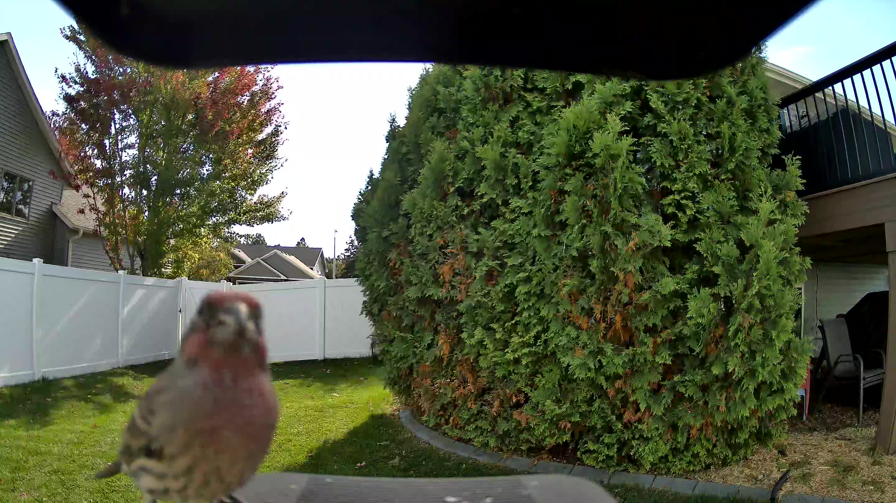 House Finch
