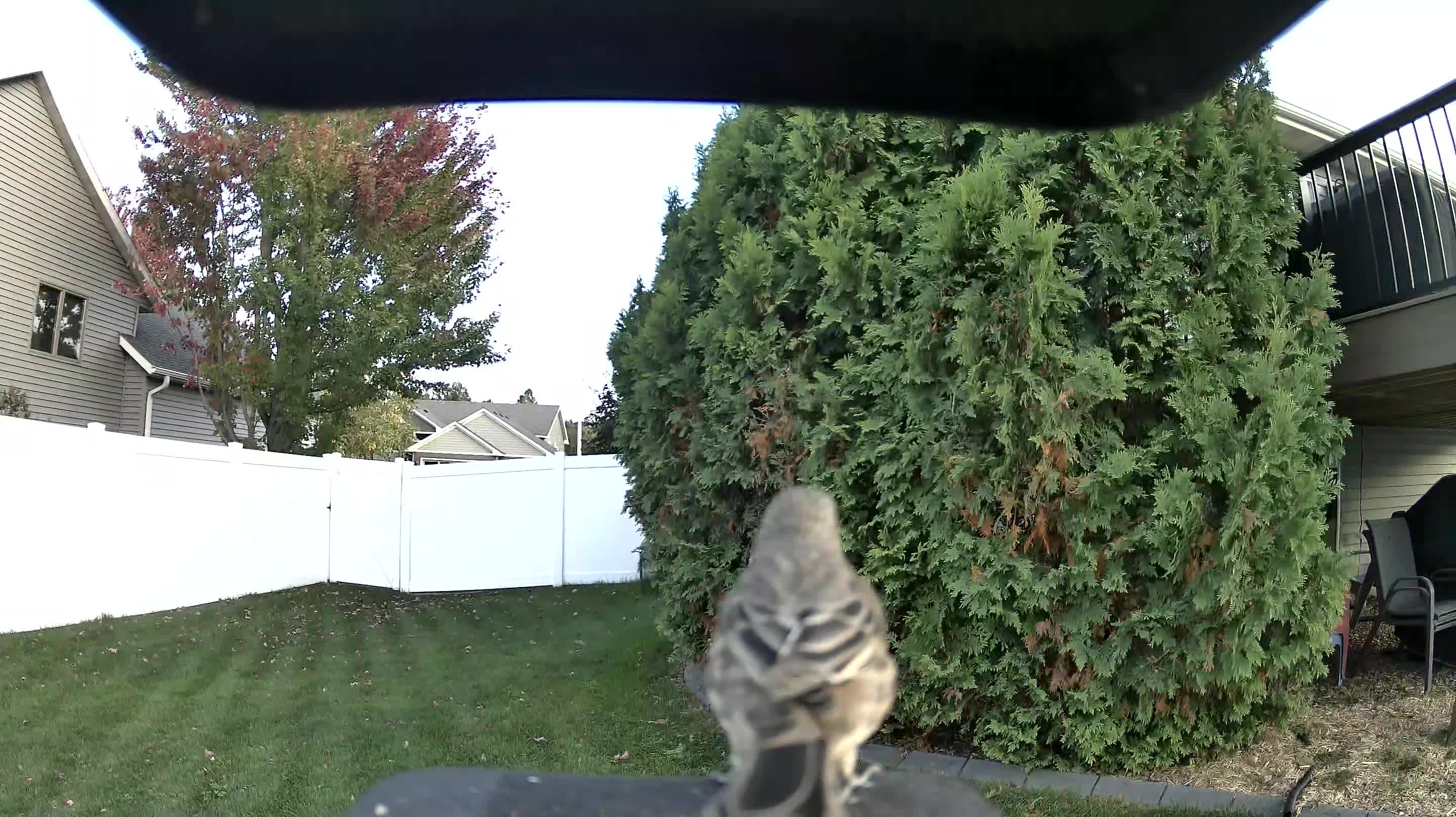 Mourning Dove