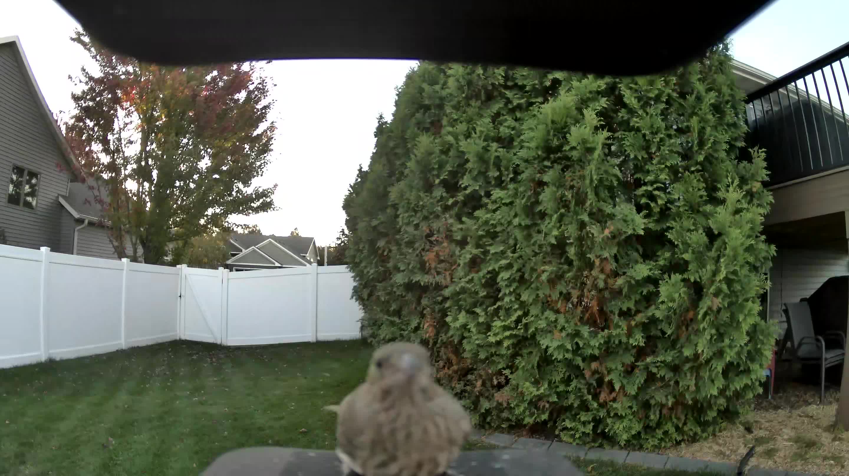 House Finch