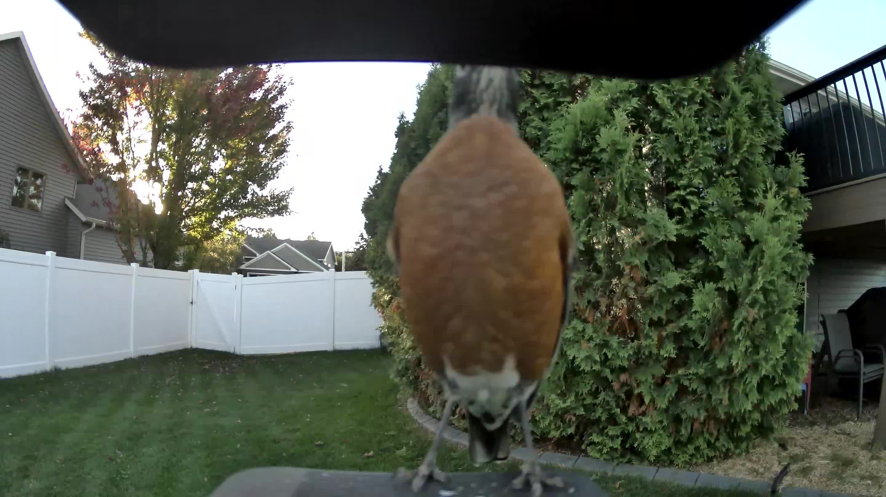 American Robin