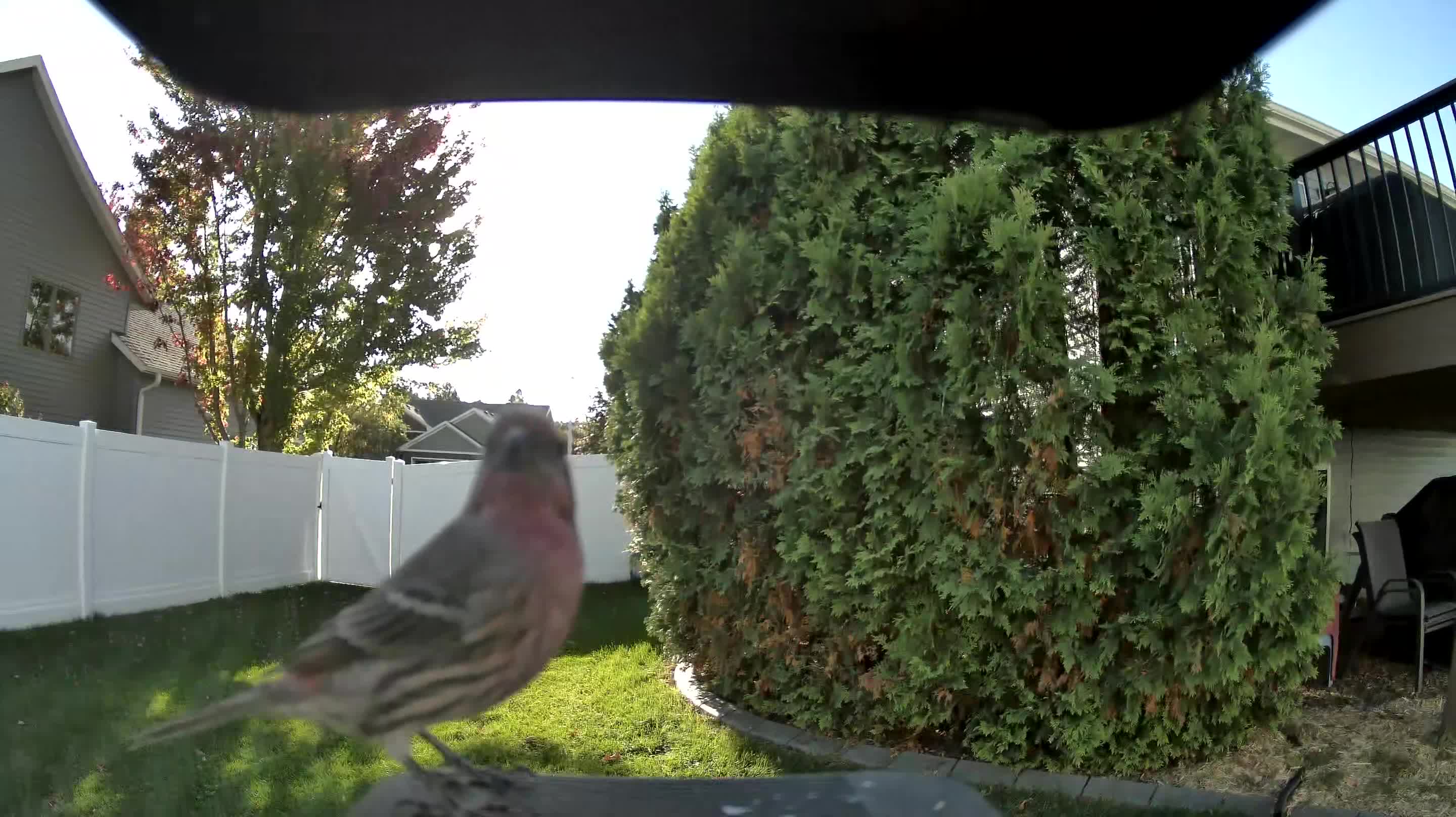 House Finch