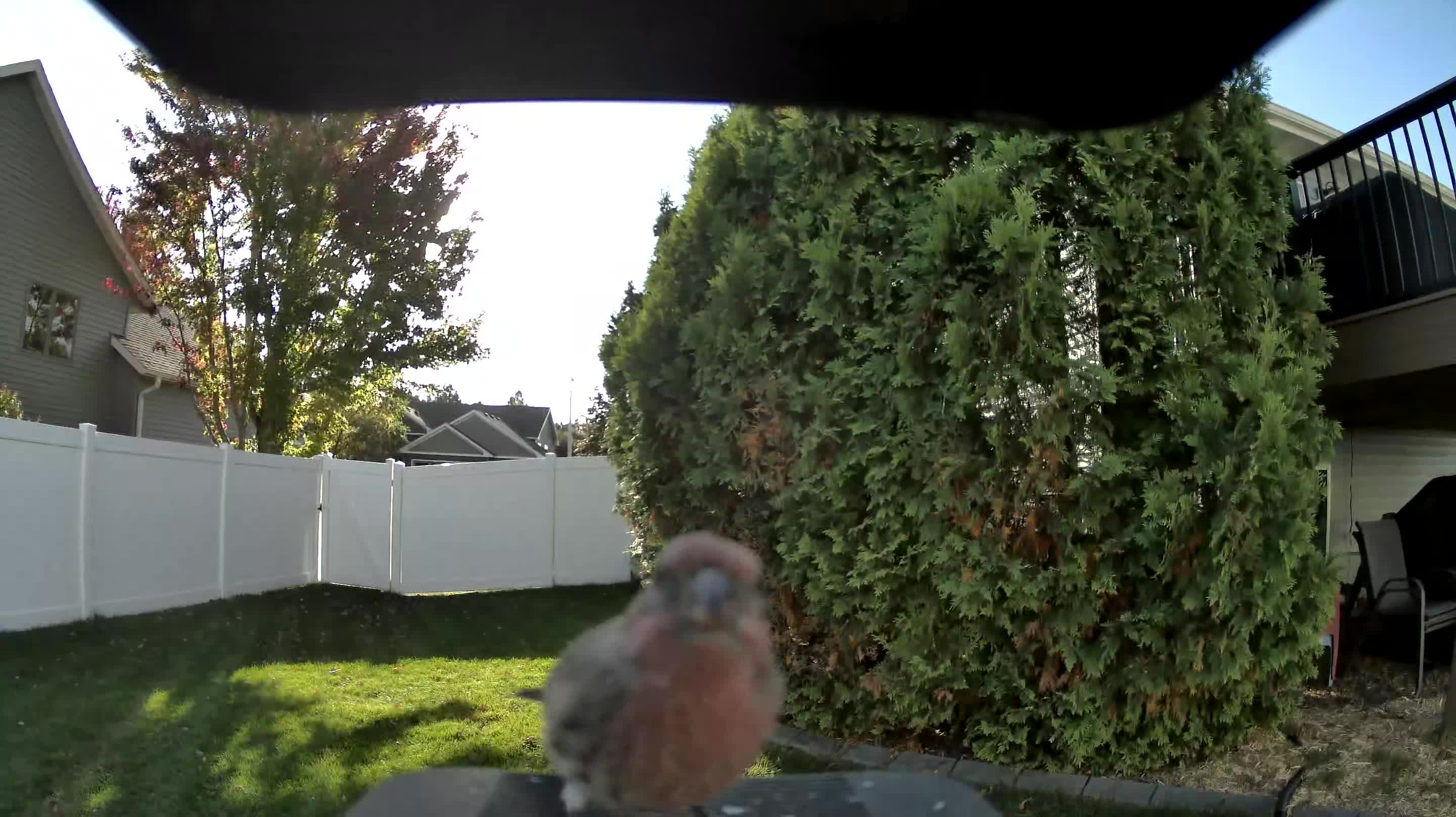 House Finch