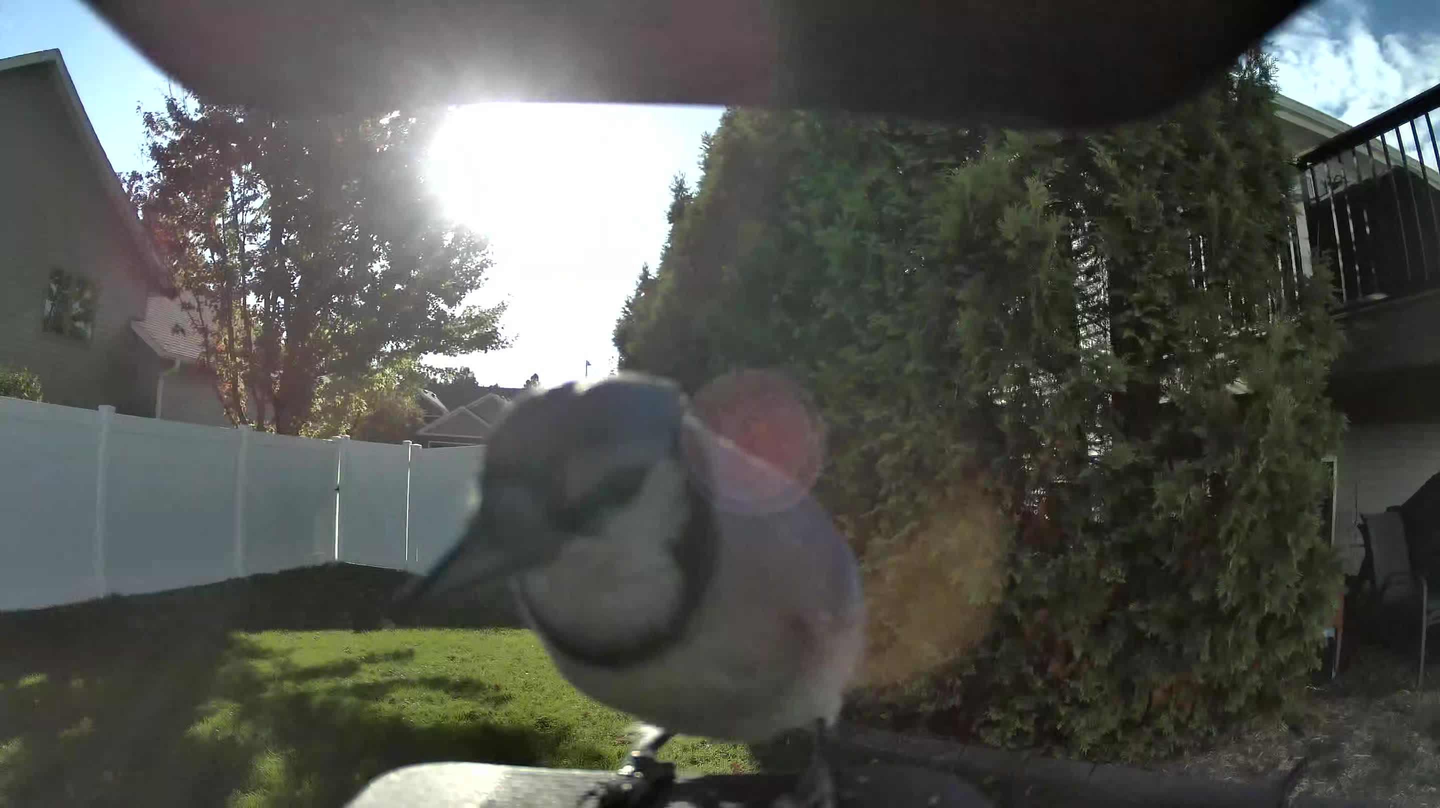Blue Jay