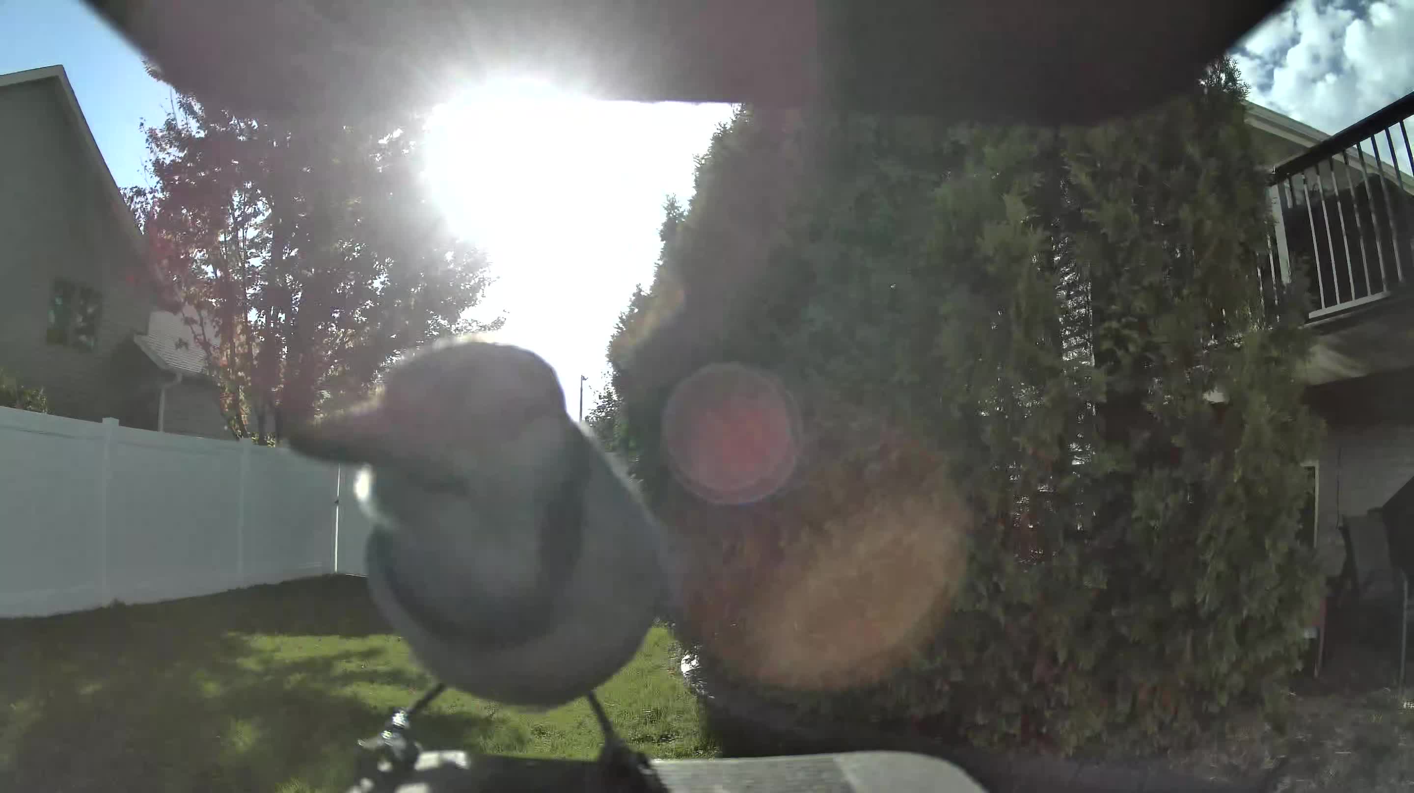 Black-capped Chickadee