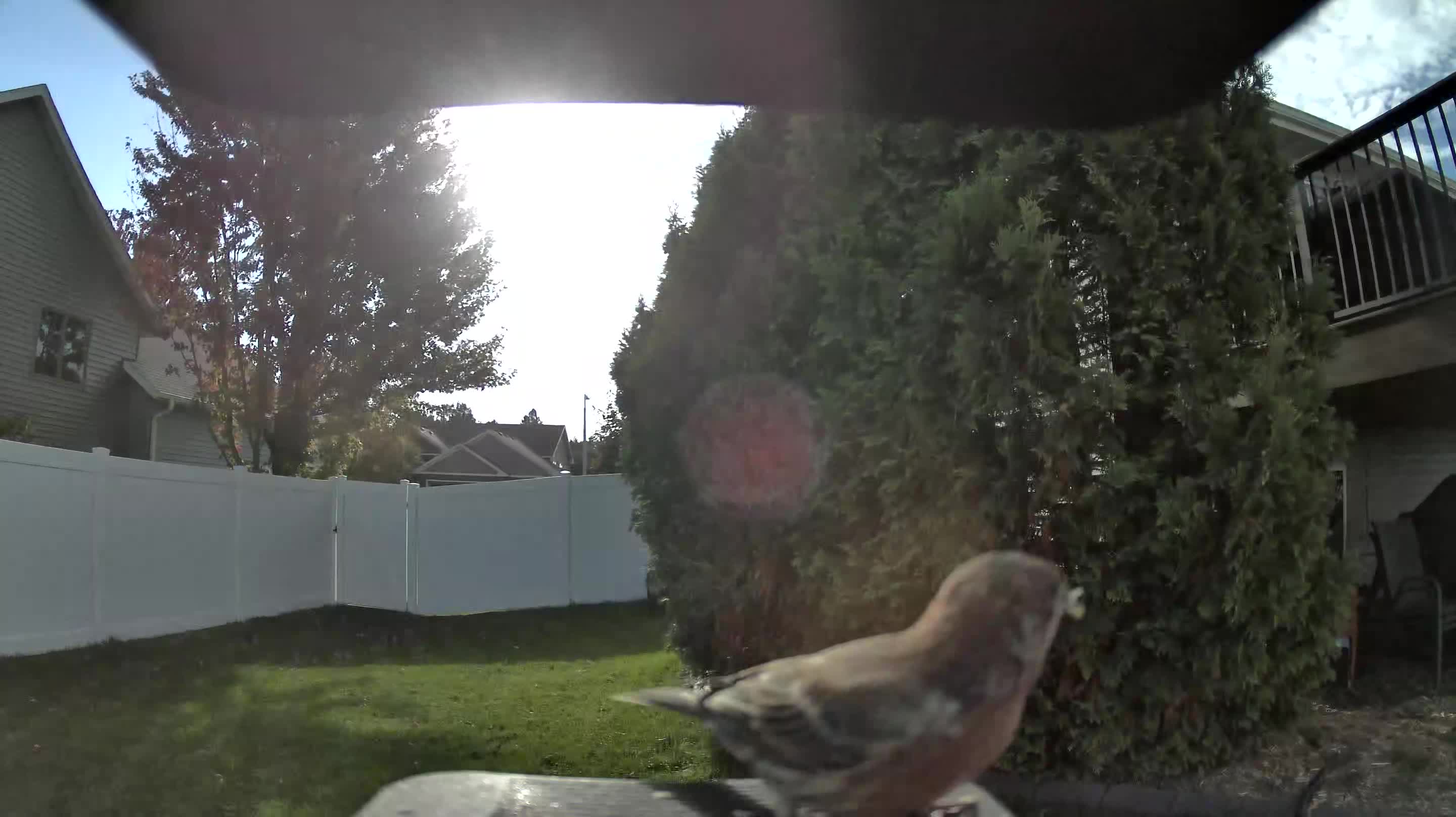 House Finch