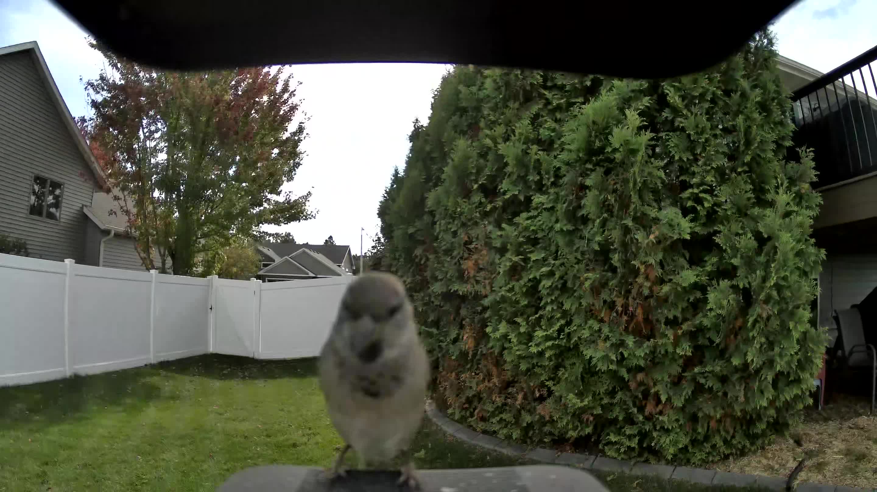 House Sparrow
