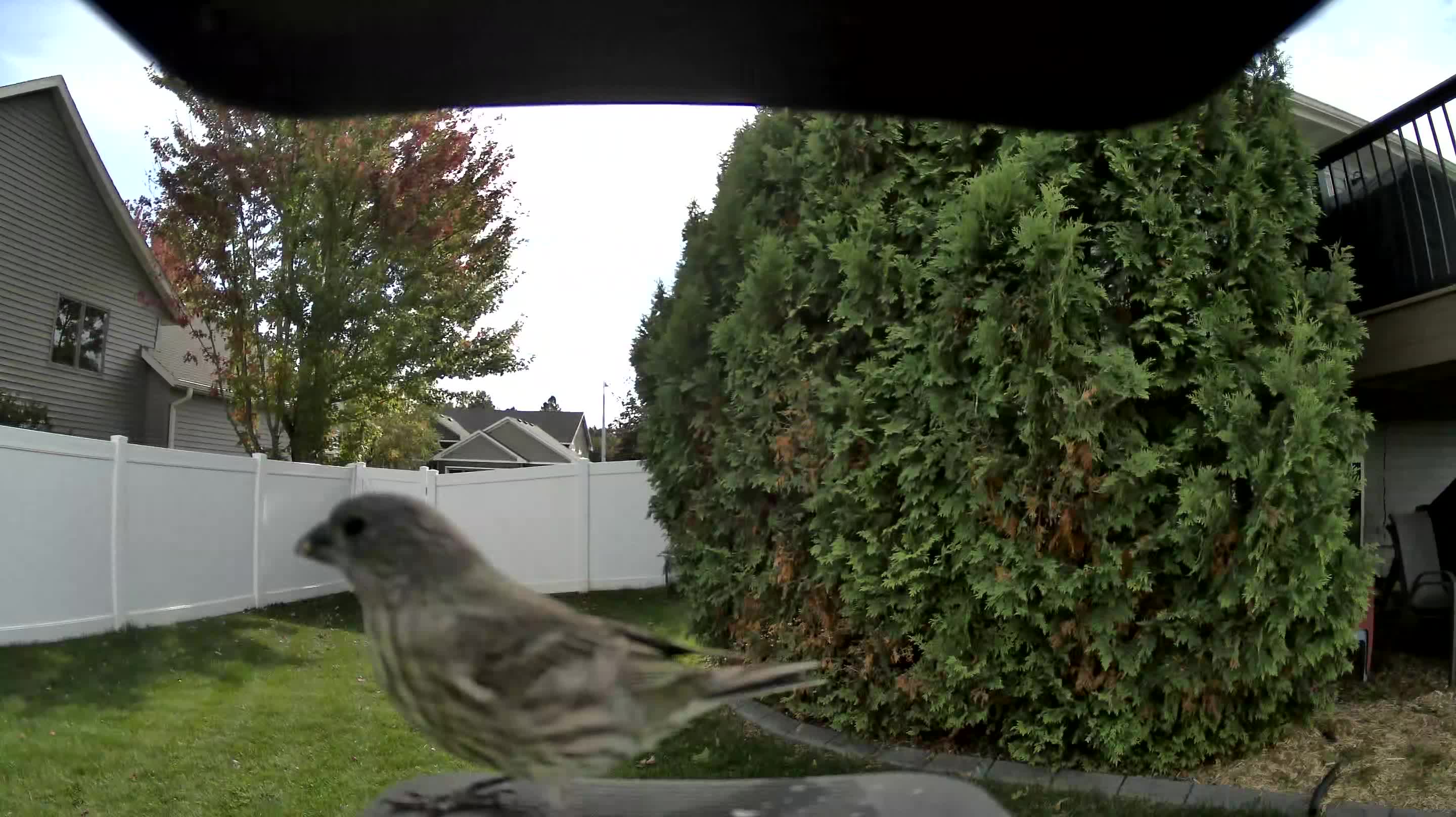 House Finch